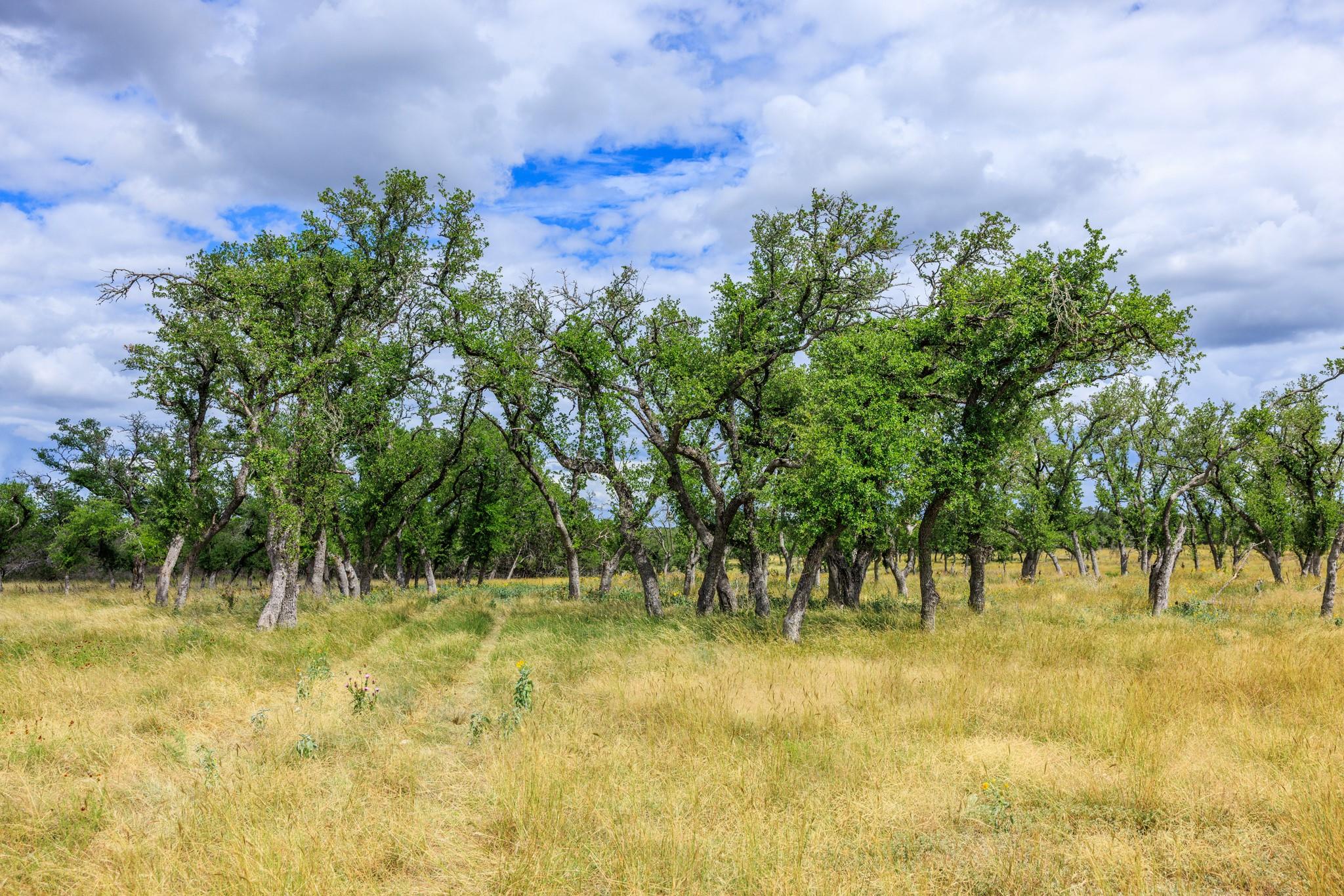 0 Friedrich Rd, Fredericksburg, TX 78624