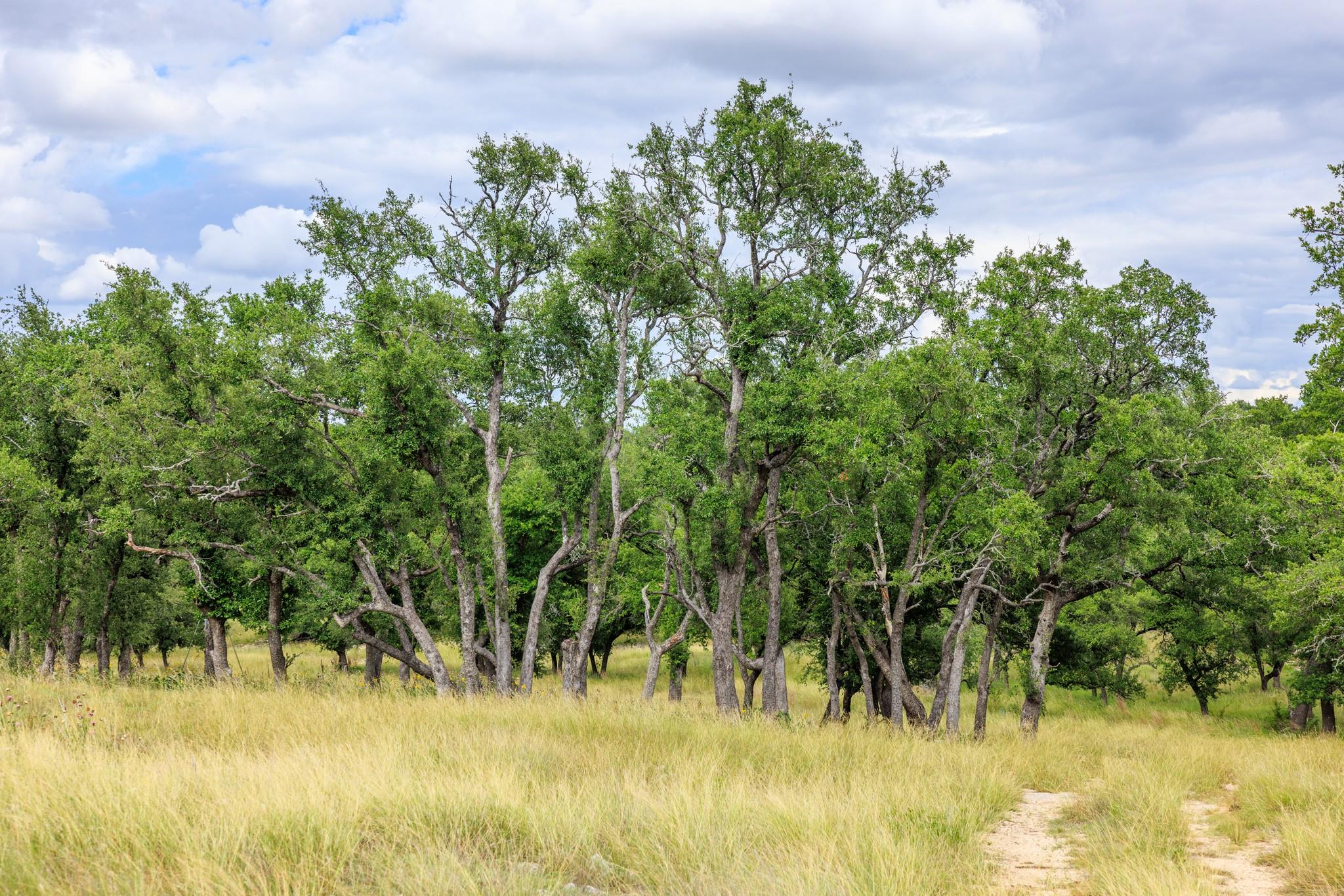 0 Friedrich Rd, Fredericksburg, TX 78624