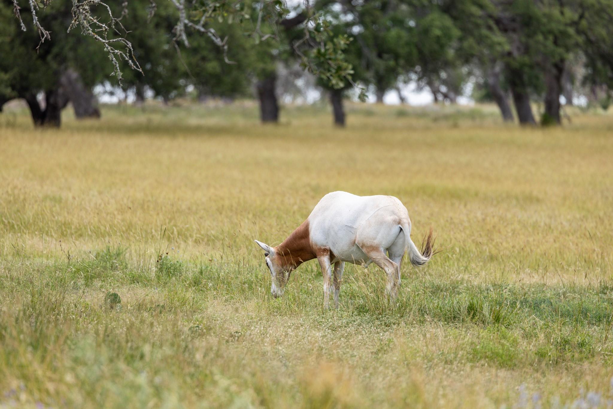 Lot 94 Stock Pond Dr, Fredericksburg, TX 78631