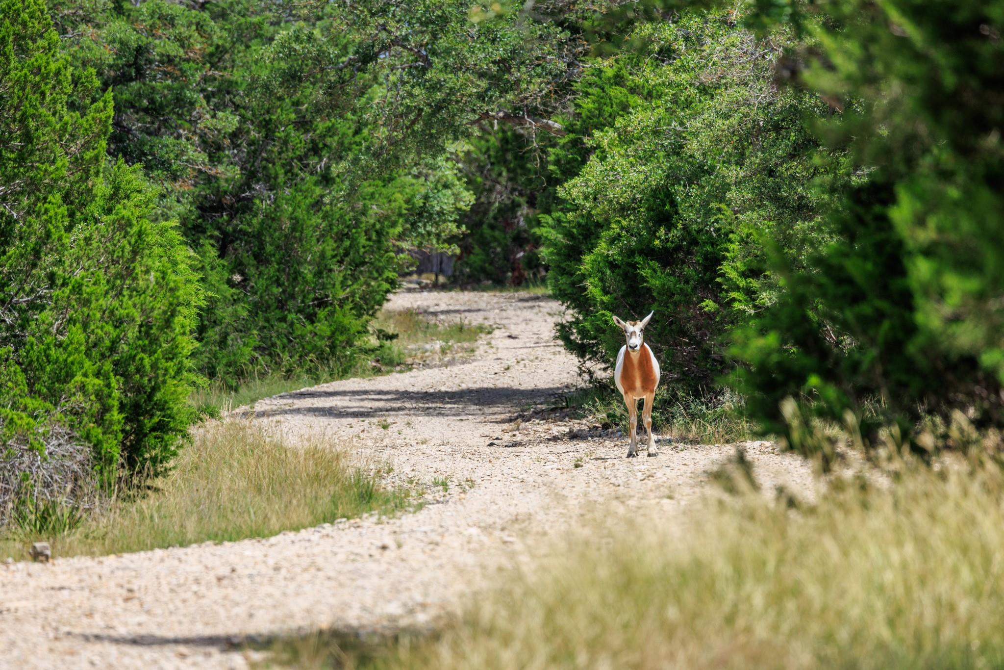 Lot 94 Stock Pond Dr, Fredericksburg, TX 78631