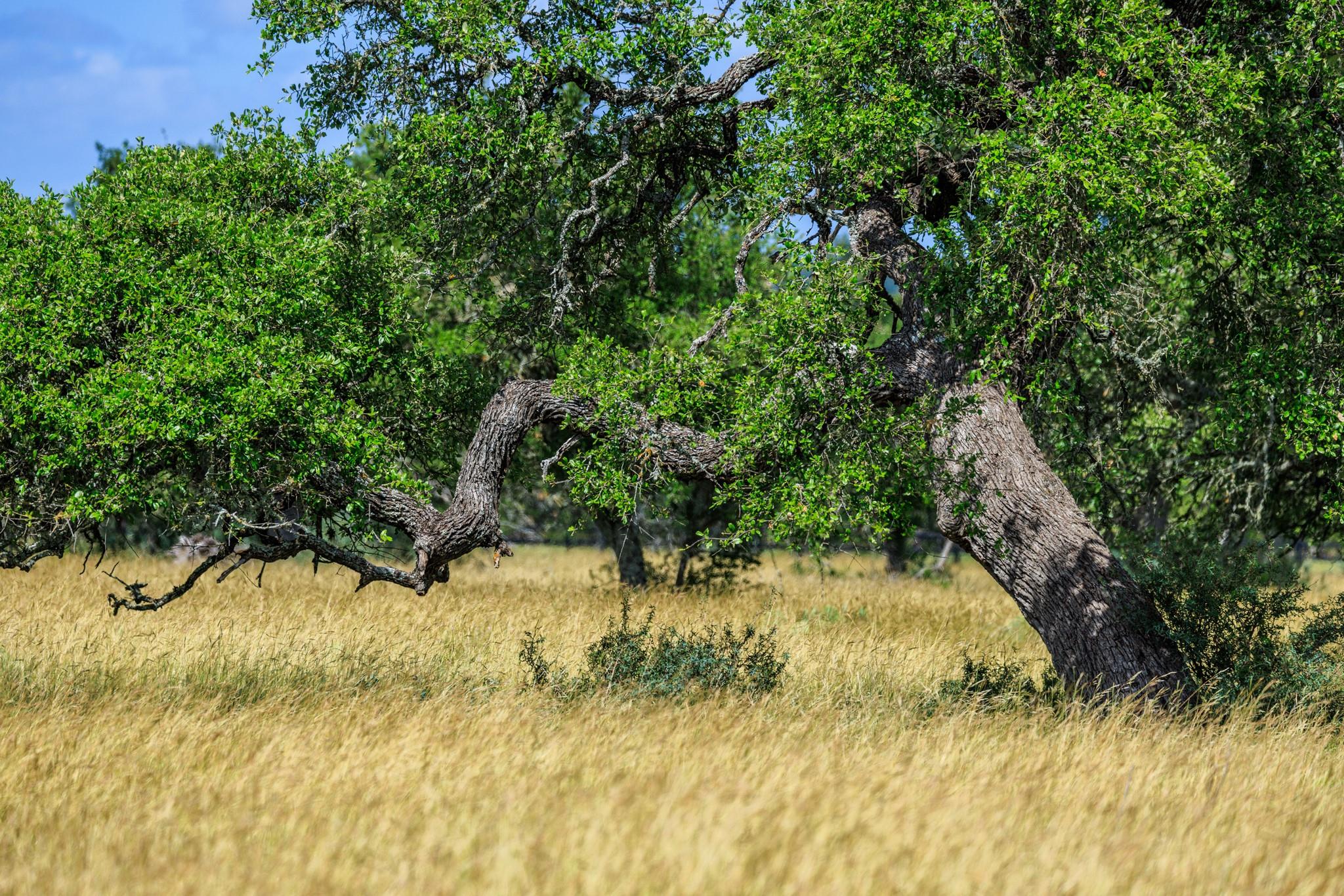 Lot 94 Stock Pond Dr, Fredericksburg, TX 78631