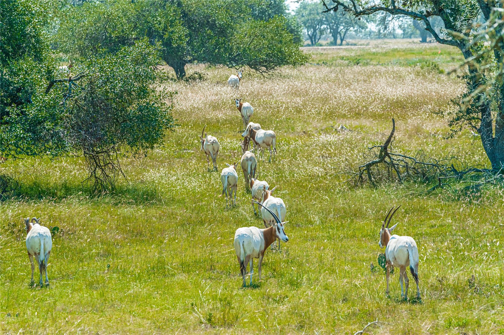 170 Goose Landing 10.57acres Way # 10.57acres, Harper, TX 78631