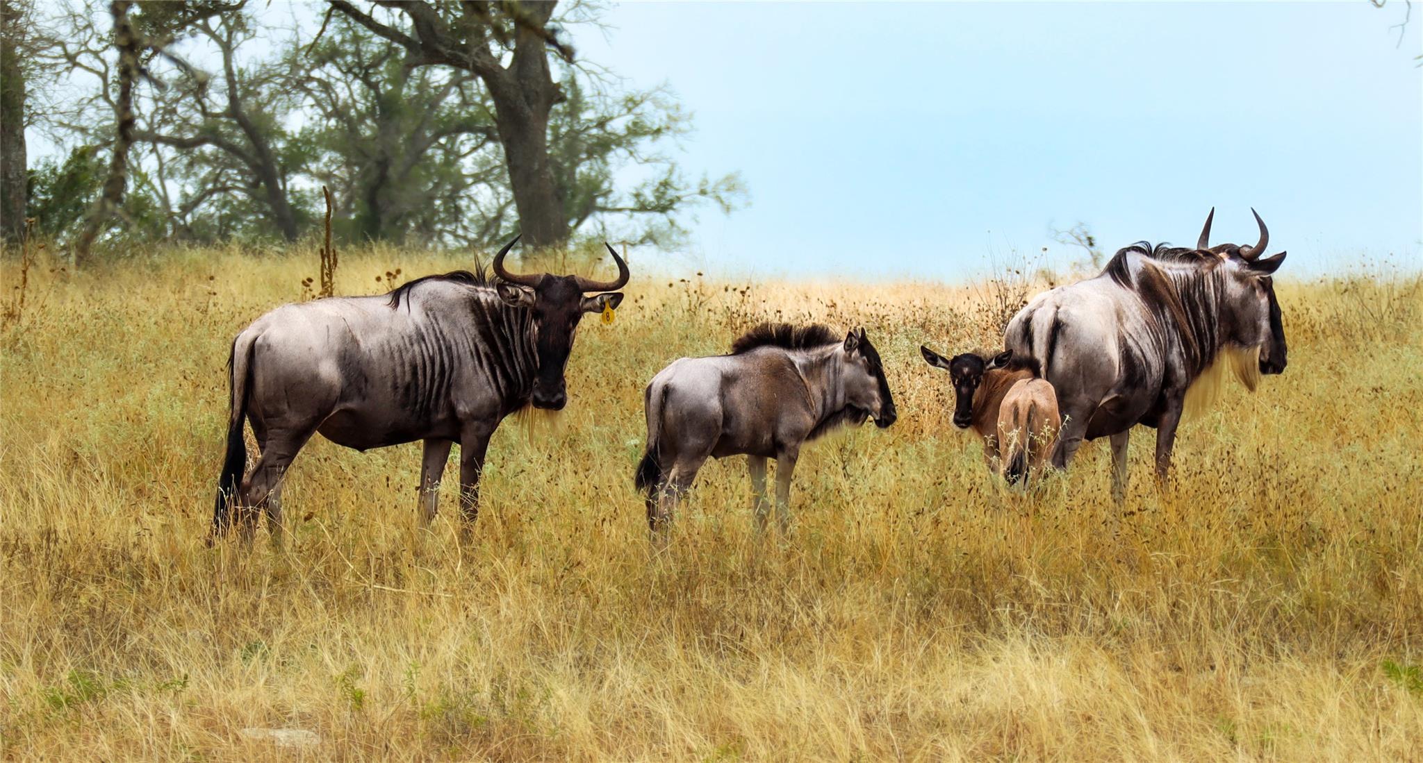 170 Goose Landing 10.57acres Way # 10.57acres, Harper, TX 78631