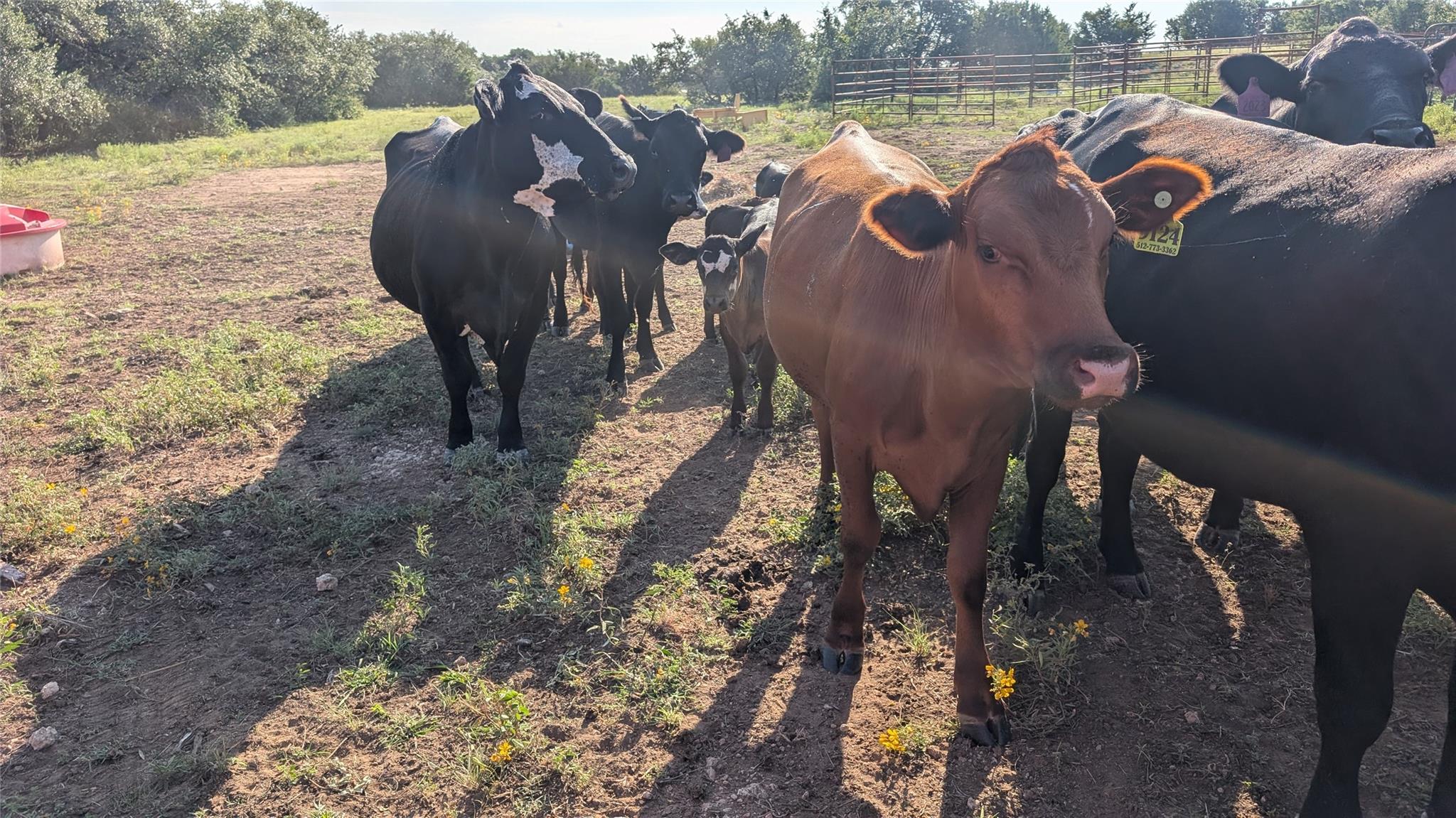 20440 Brooking Rd, Killeen, TX 76542