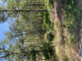 TBD St Johns Rd, Dale, TX 78616