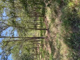 TBD St Johns Rd, Dale, TX 78616