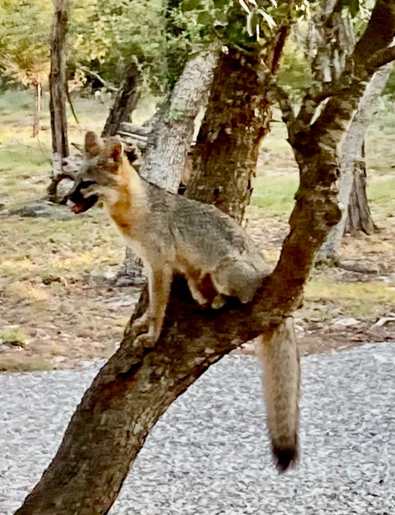 24240 Spur Trl, Spicewood, TX 78669