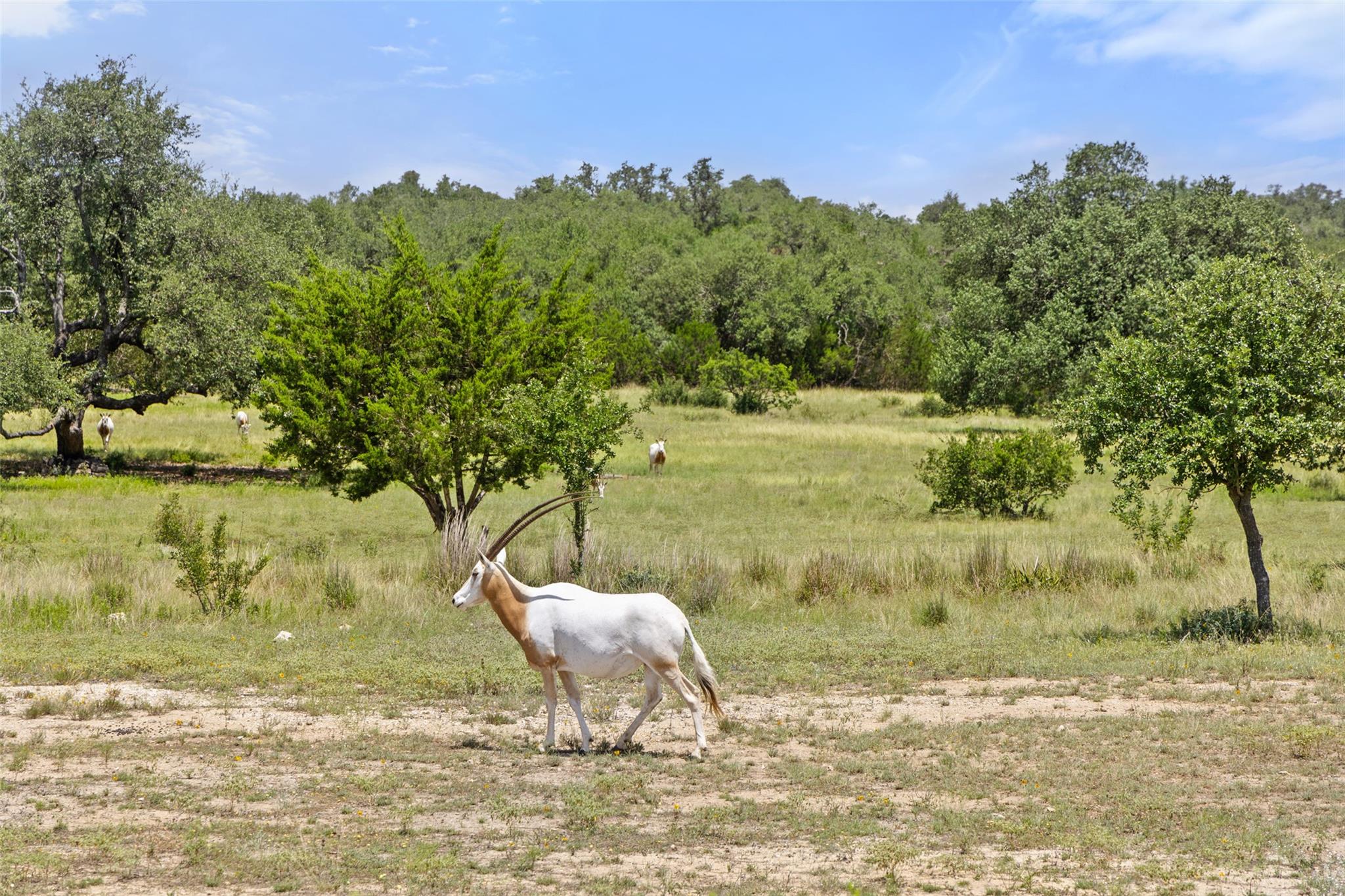 Lot 162 Legacy Hills, Johnson City, TX 78636