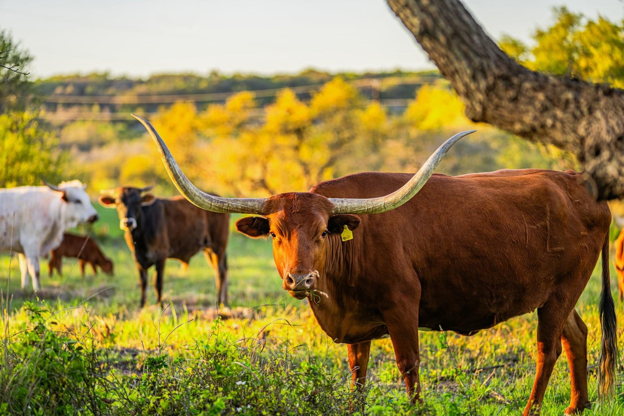 TBD Purple Sage Trl, Blanco, TX 78606