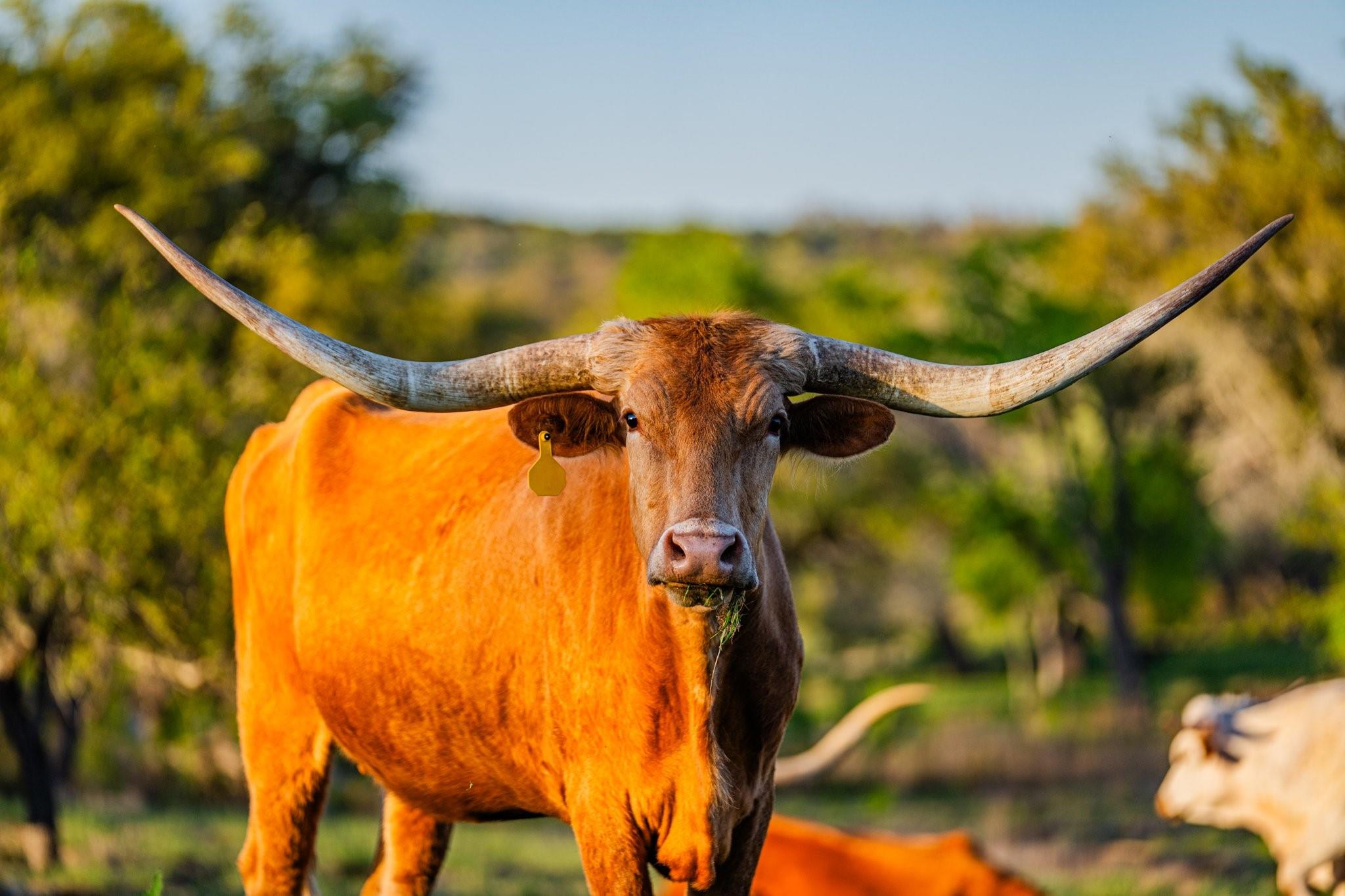 TBD Purple Sage Trl, Blanco, TX 78606
