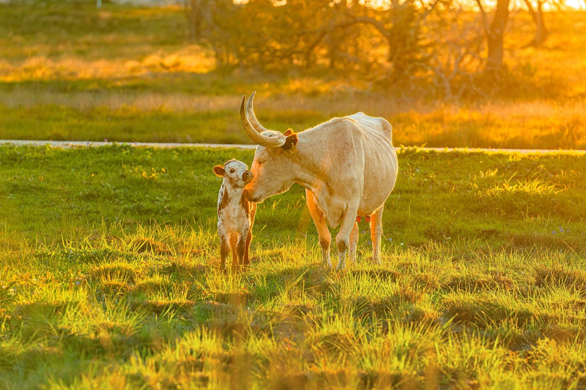 TBD Purple Sage Trl, Blanco, TX 78606
