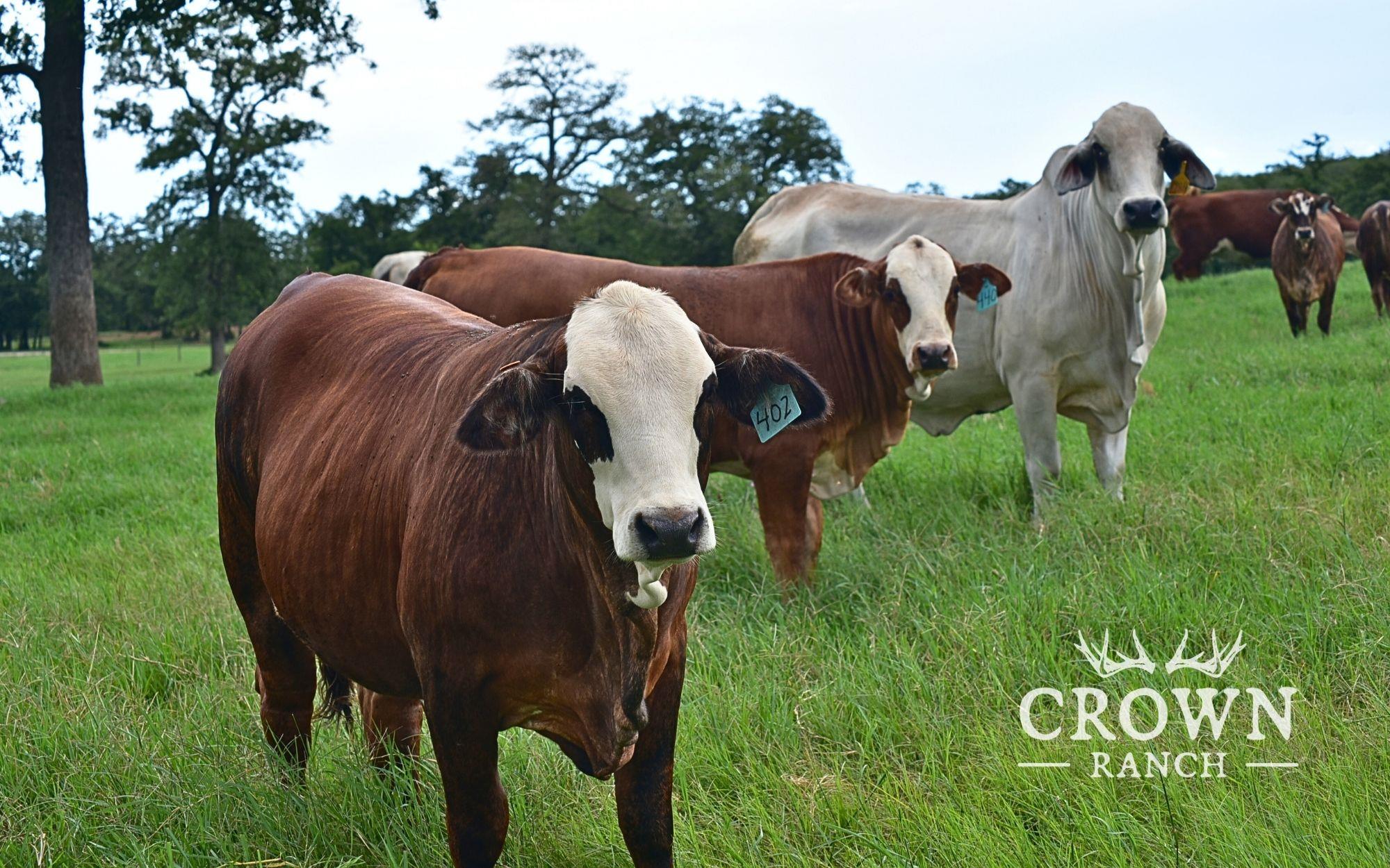 TBD FM 908 (+/-1,057 acres), Caldwell, TX 77836