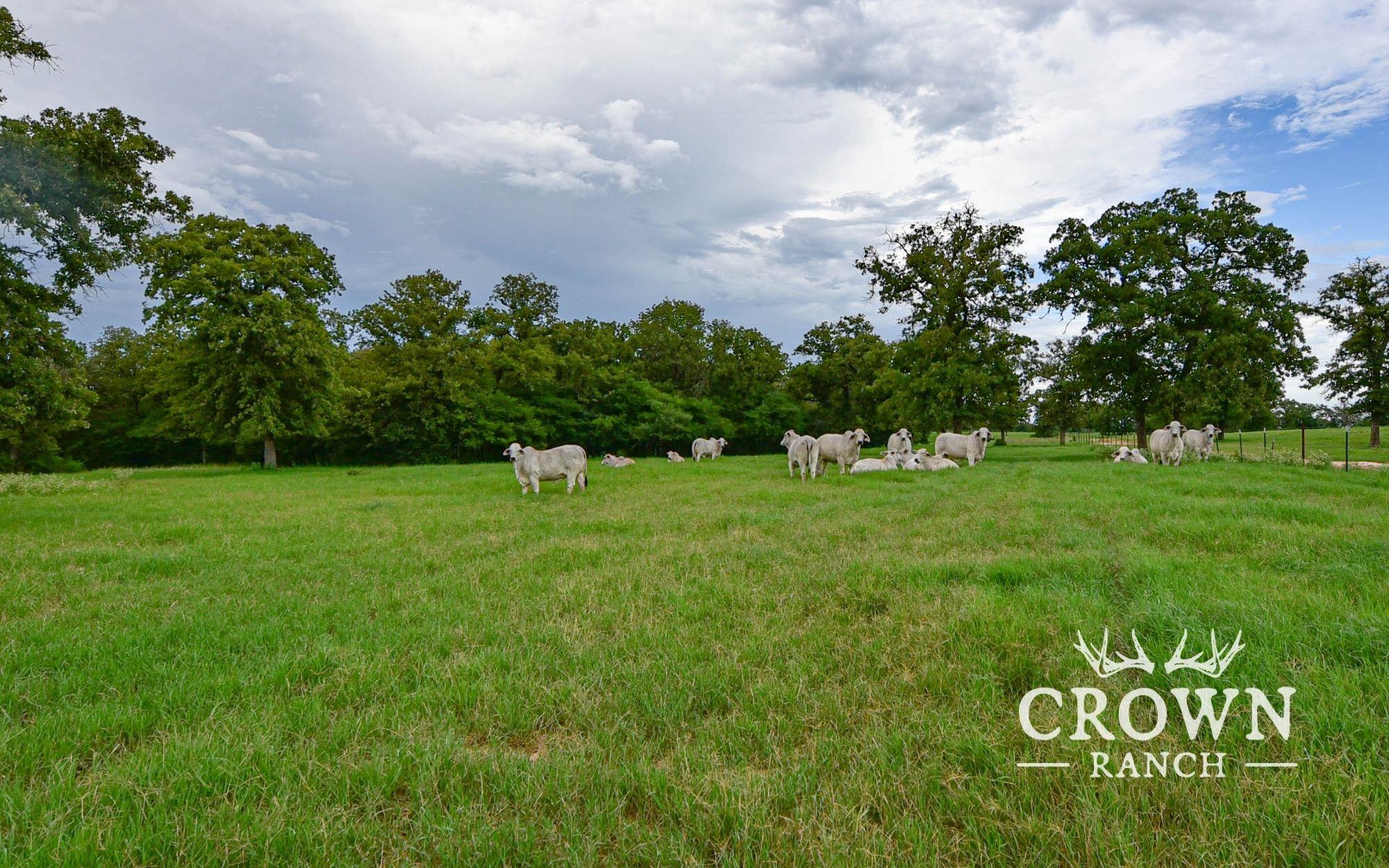 TBD FM 908 (+/-1,057 acres), Caldwell, TX 77836