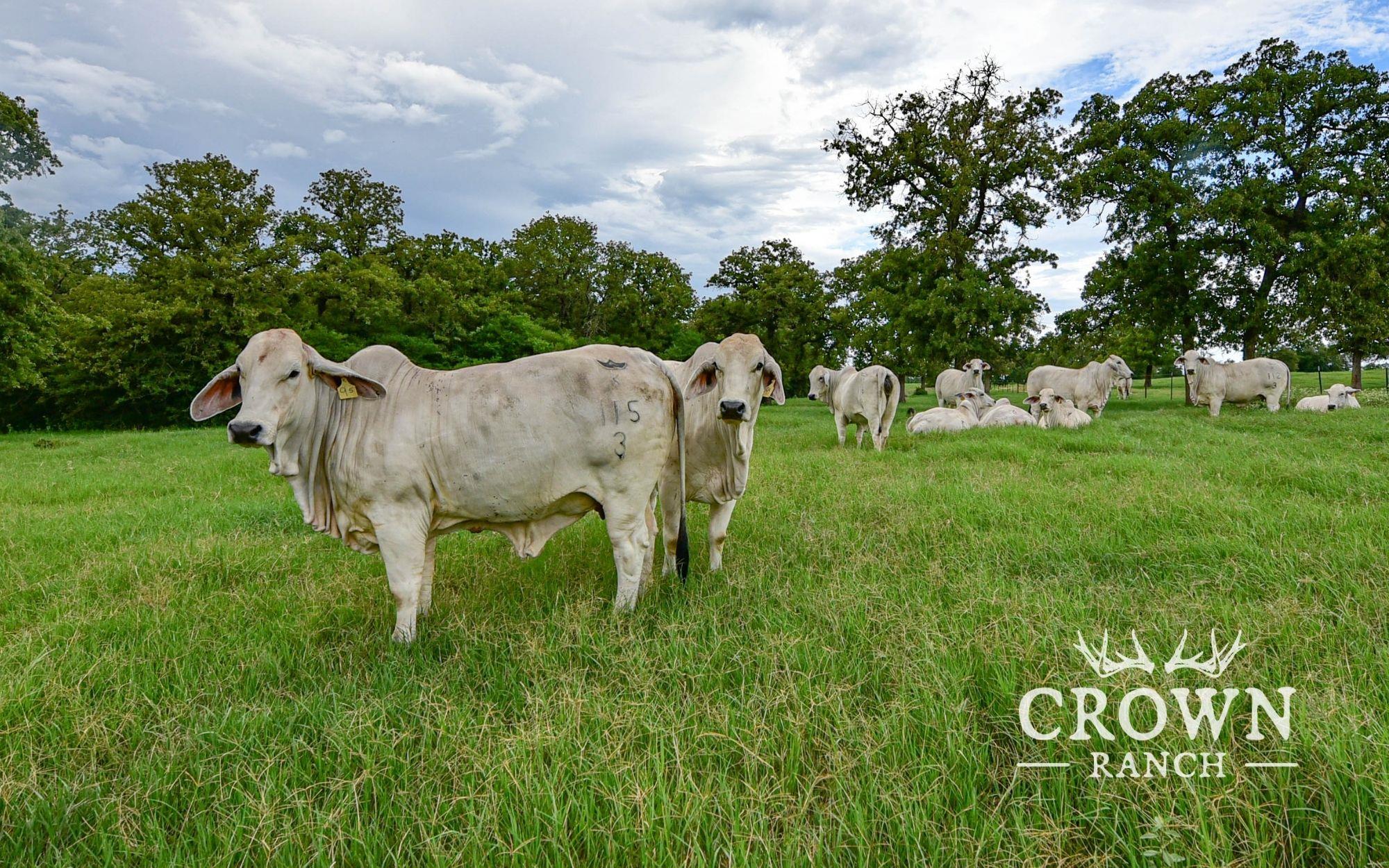 TBD FM 908 (+/-1,057 acres), Caldwell, TX 77836