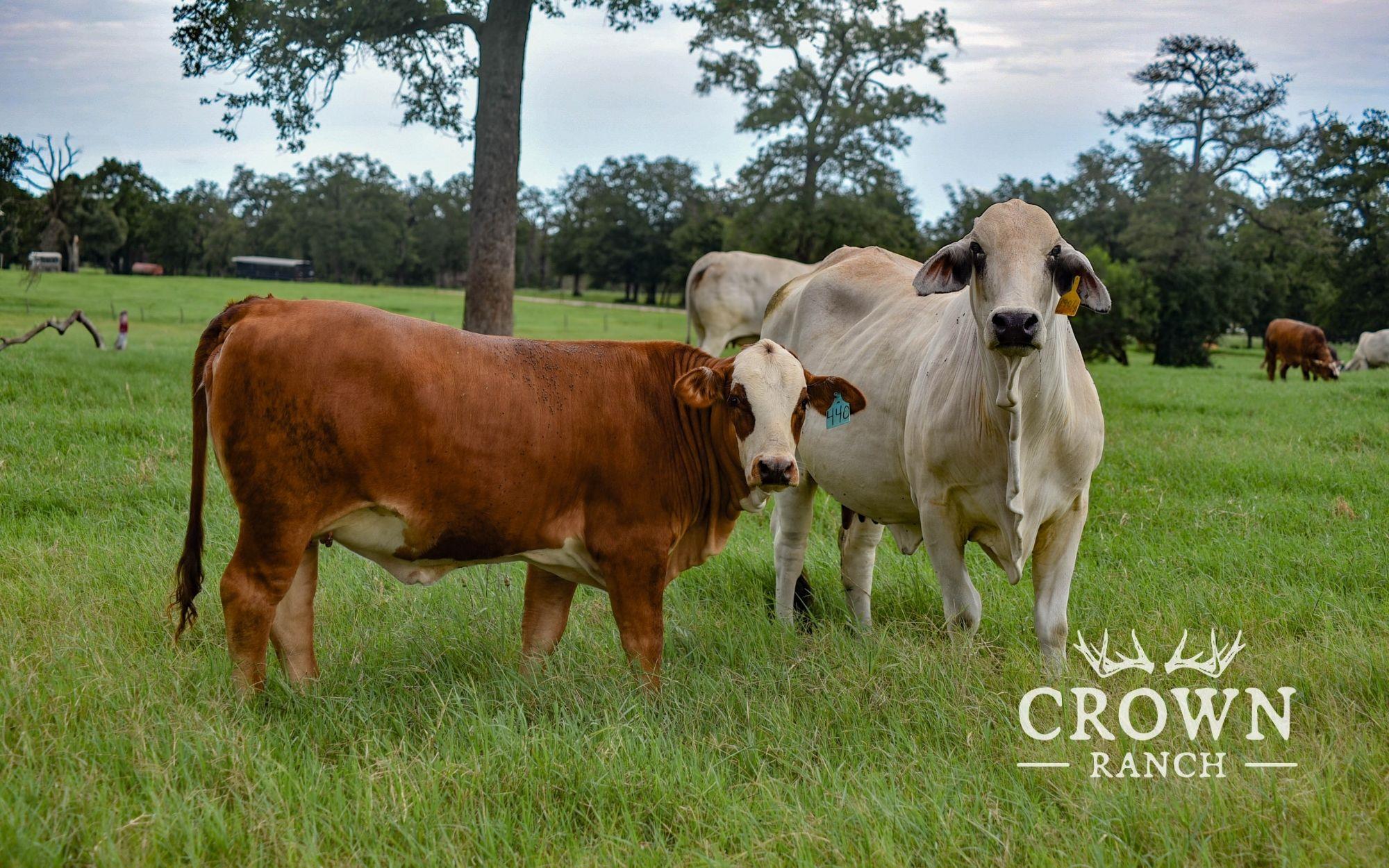 TBD FM 908 (+/-1,057 acres), Caldwell, TX 77836
