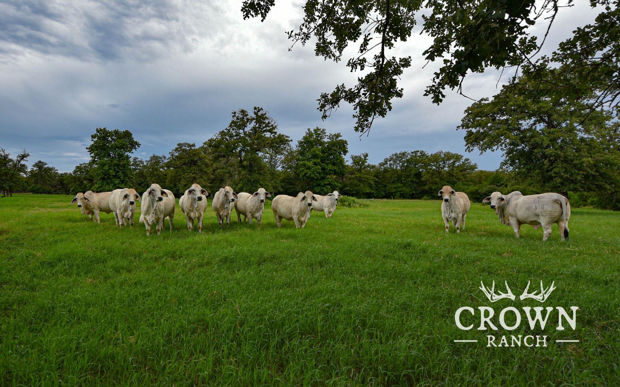 TBD FM 908 (+/-1,057 acres), Caldwell, TX 77836