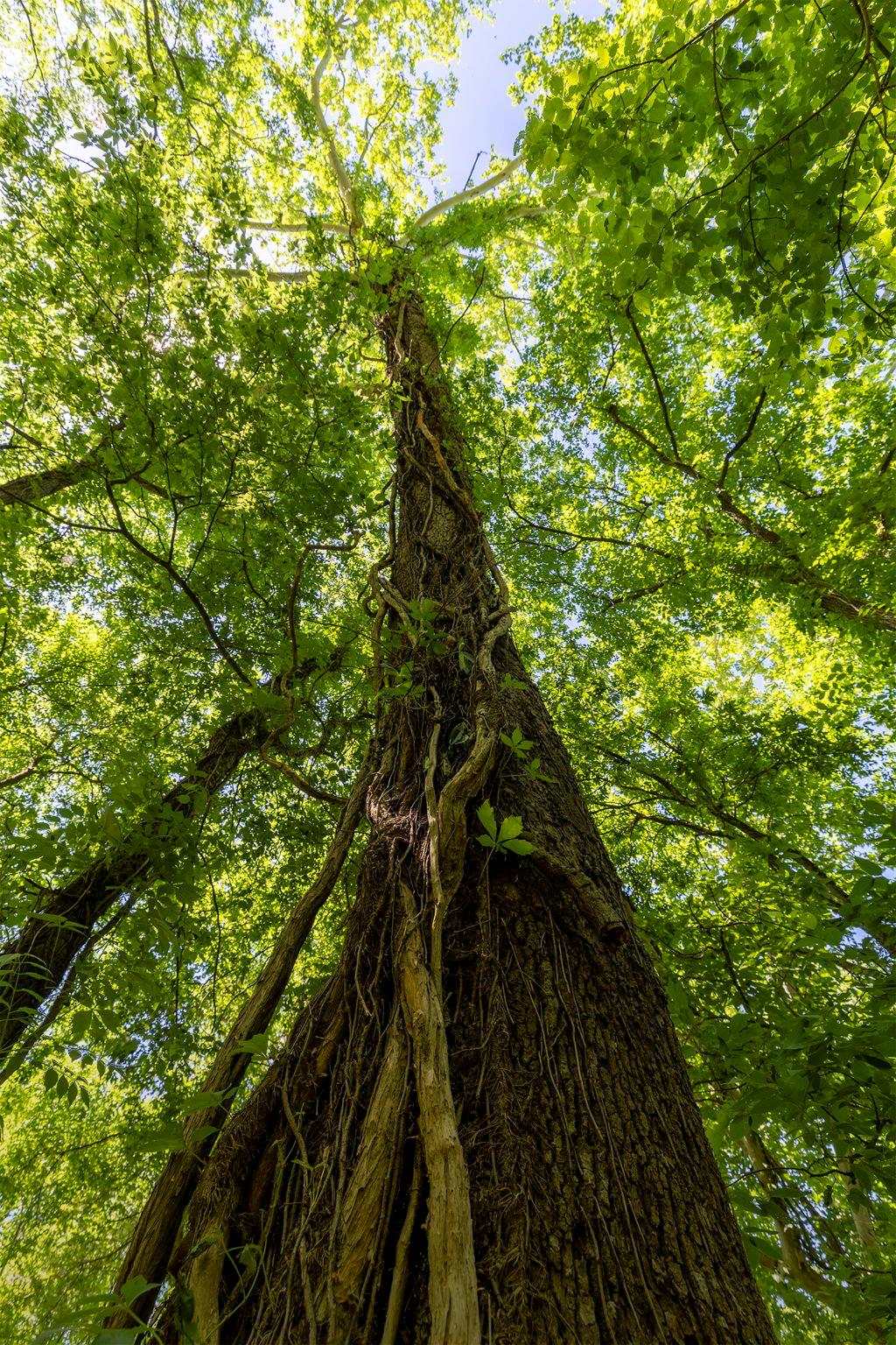 TBD Hula Ln, Bastrop, TX 78602