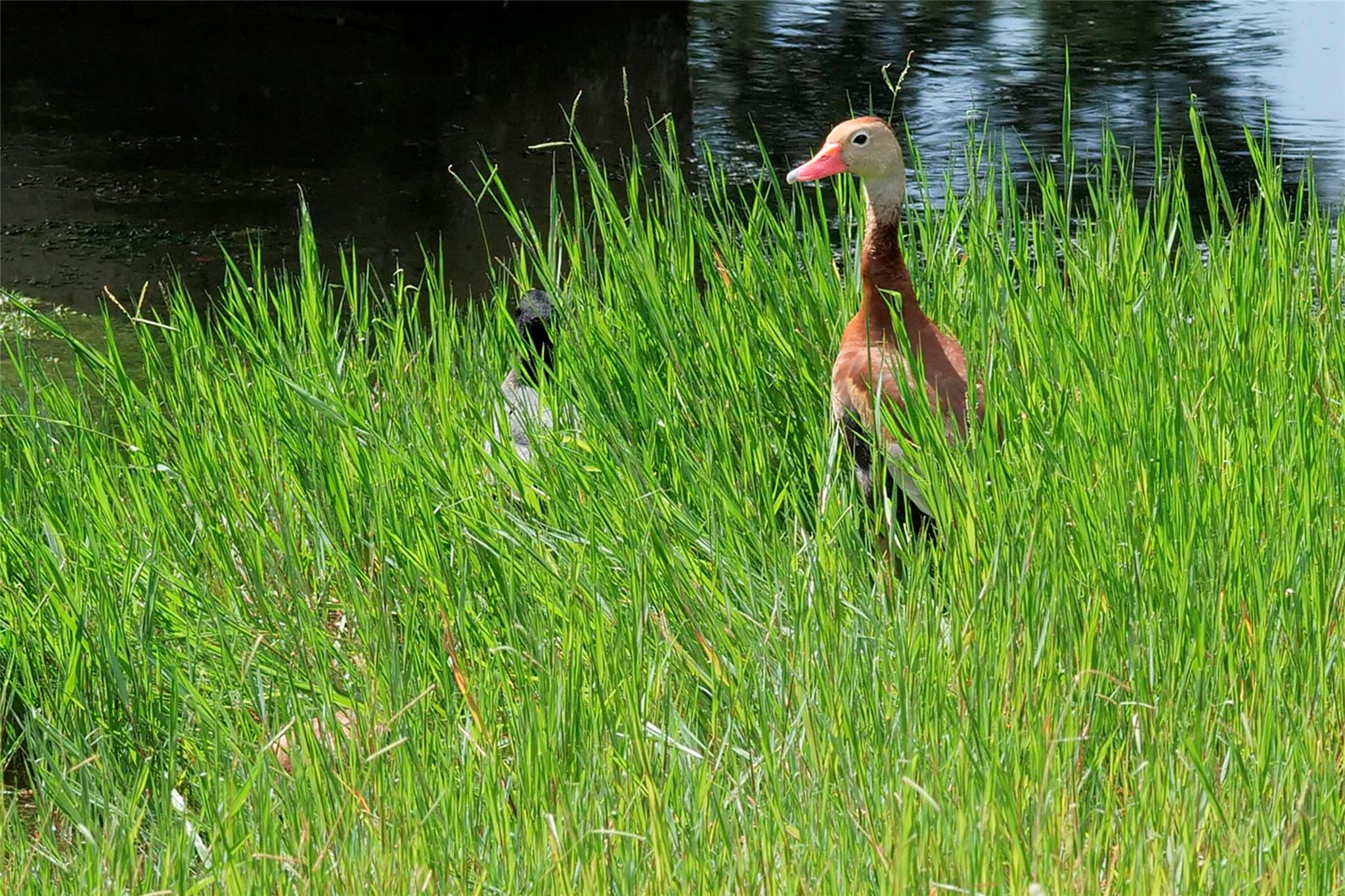 925 Teakmill Trl, San Marcos, TX 78666