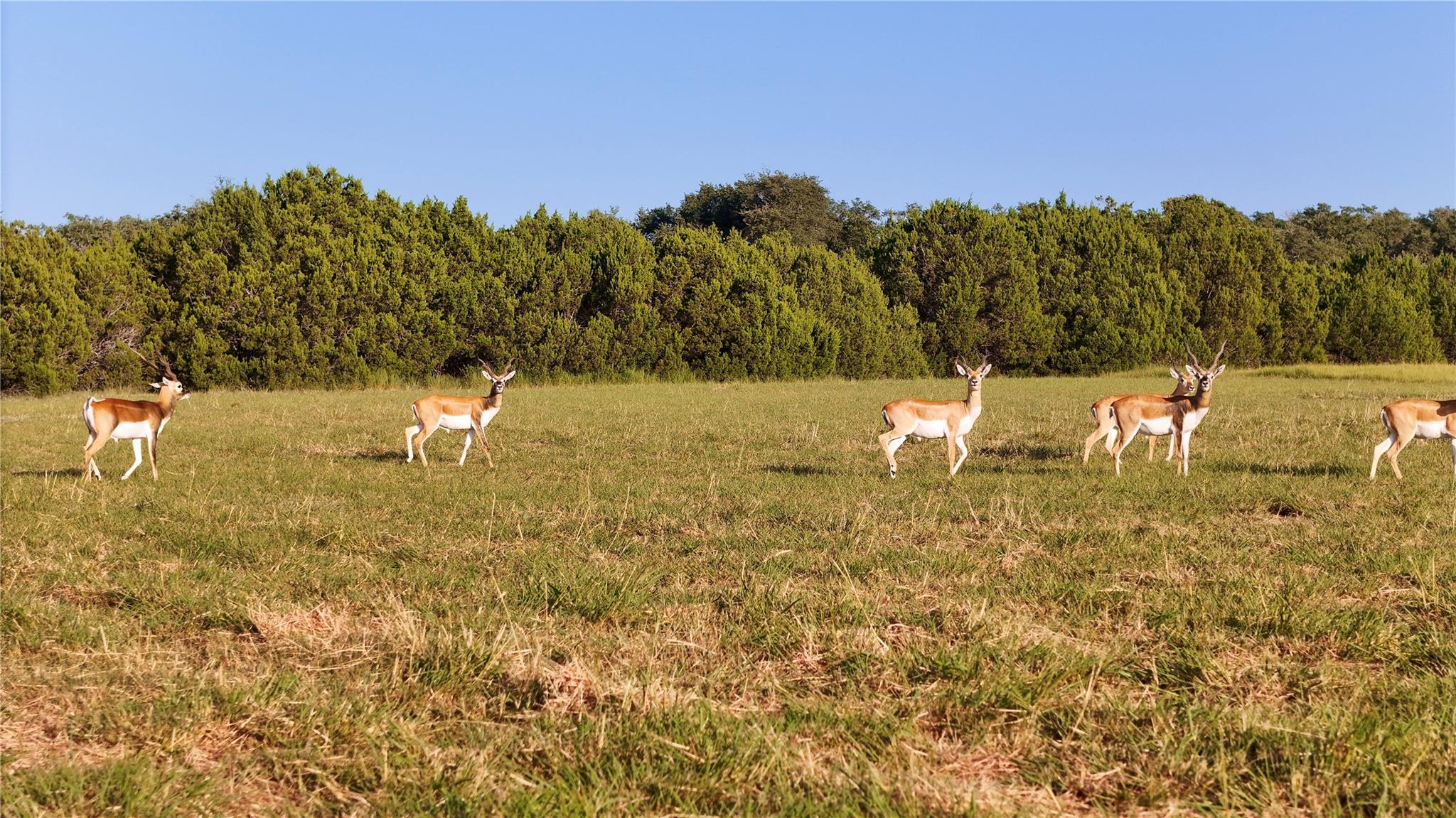 Lot 14 Mesa Grande Ct, Marble Falls, TX 78654