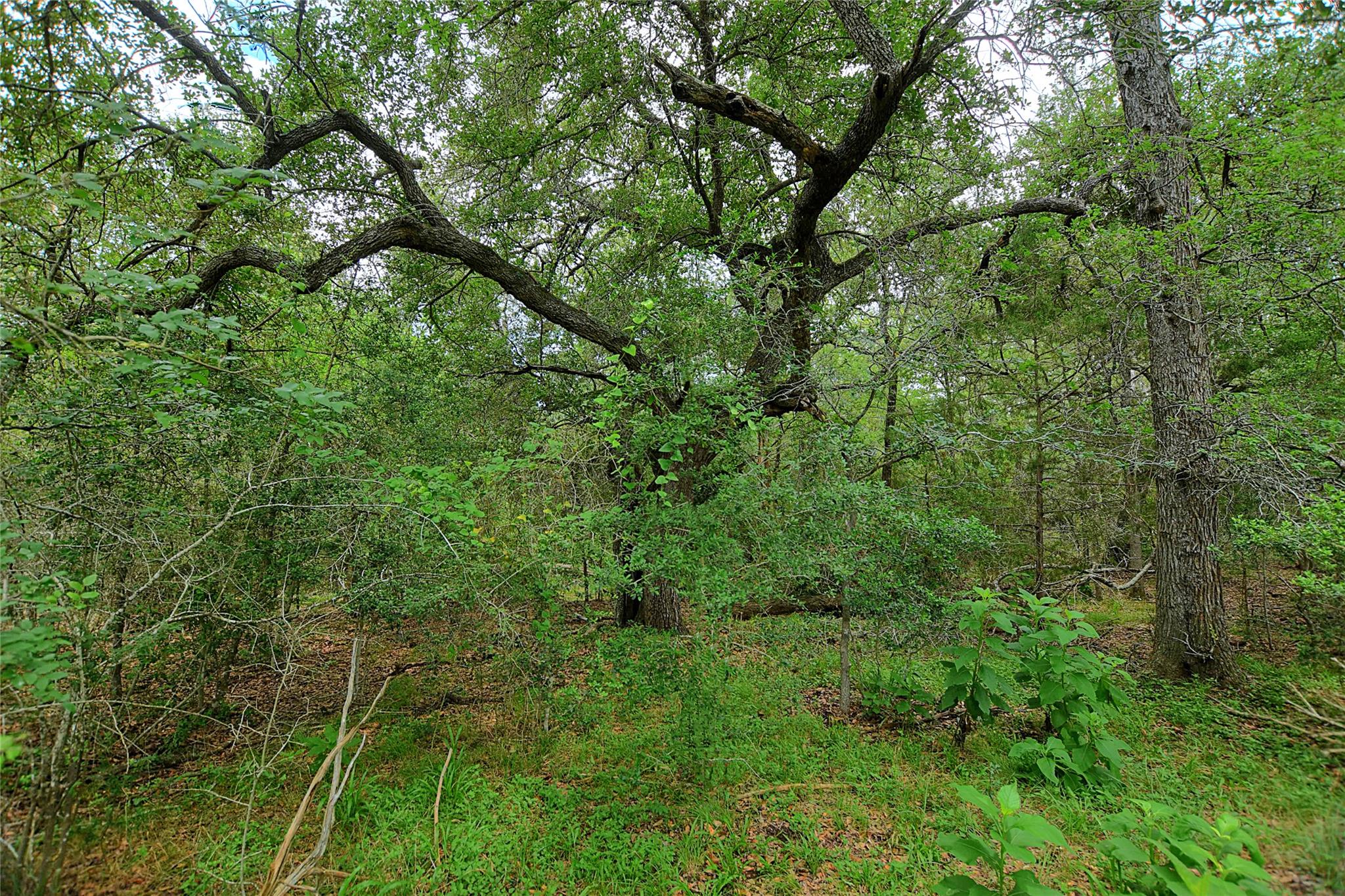 TBD E Whitworth Ln E, Bastrop, TX 78602