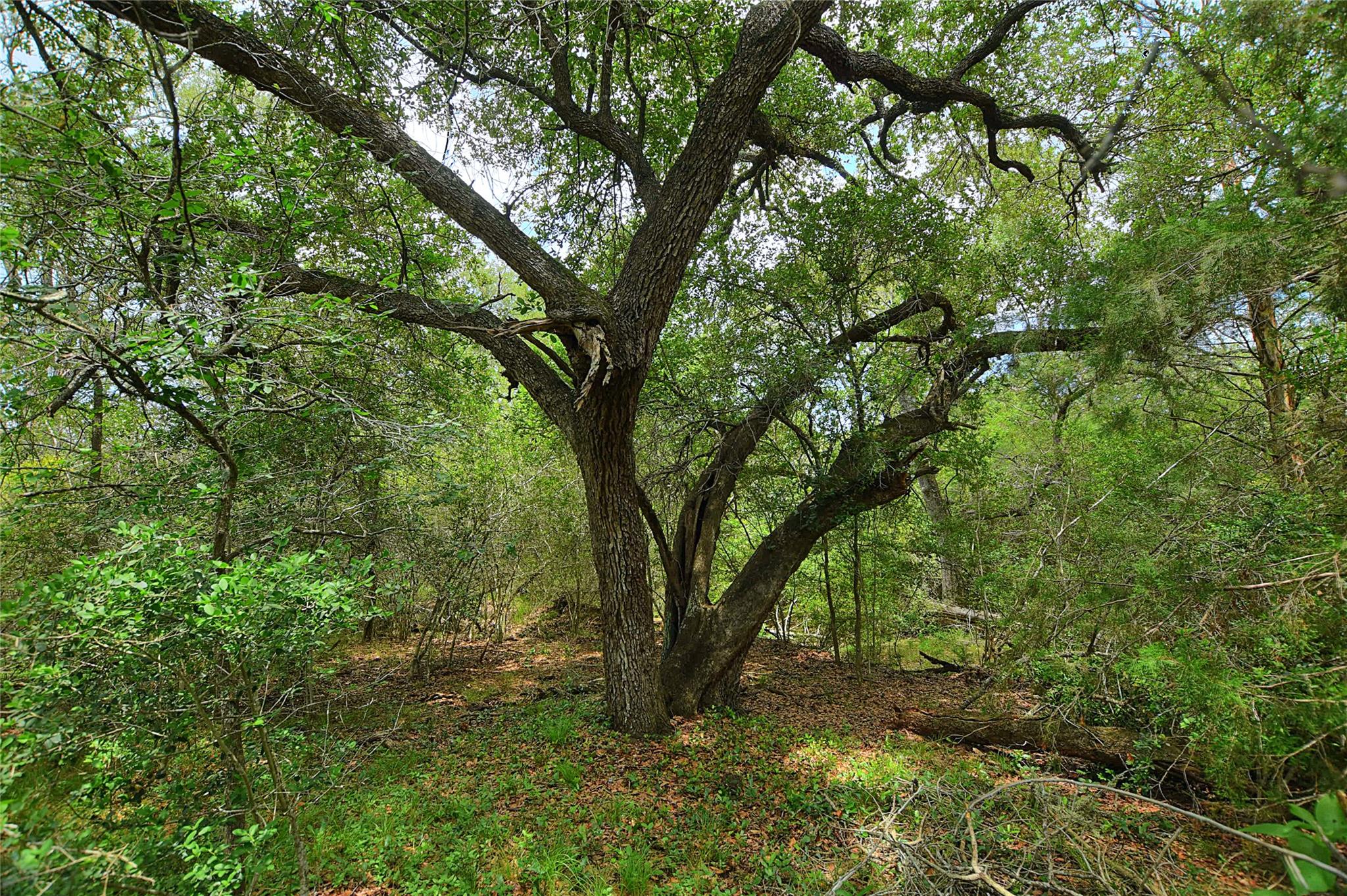 TBD E Whitworth Ln E, Bastrop, TX 78602