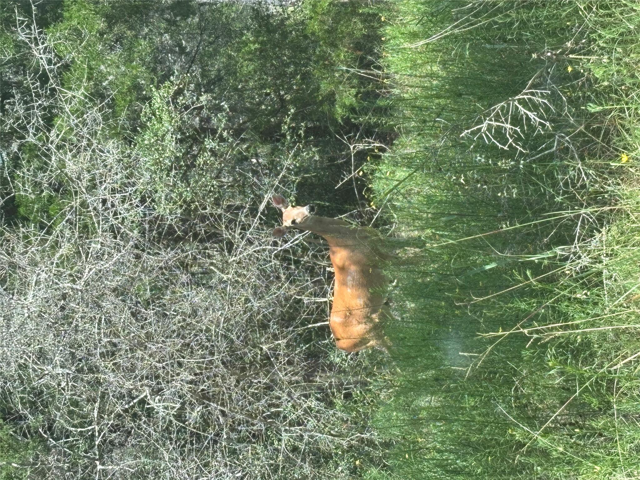 2250 Old Lockhart Rd, Plum, TX 78952