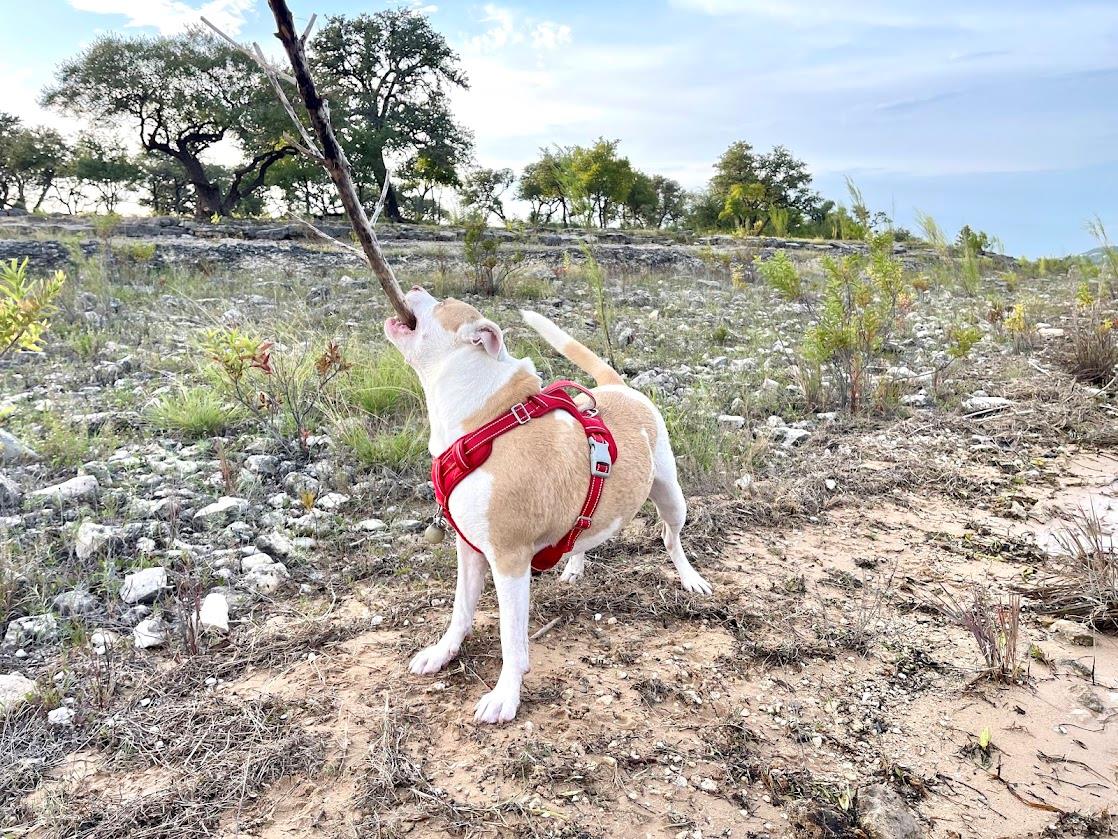 15600 Cedar Ledge St, Austin, TX 78734