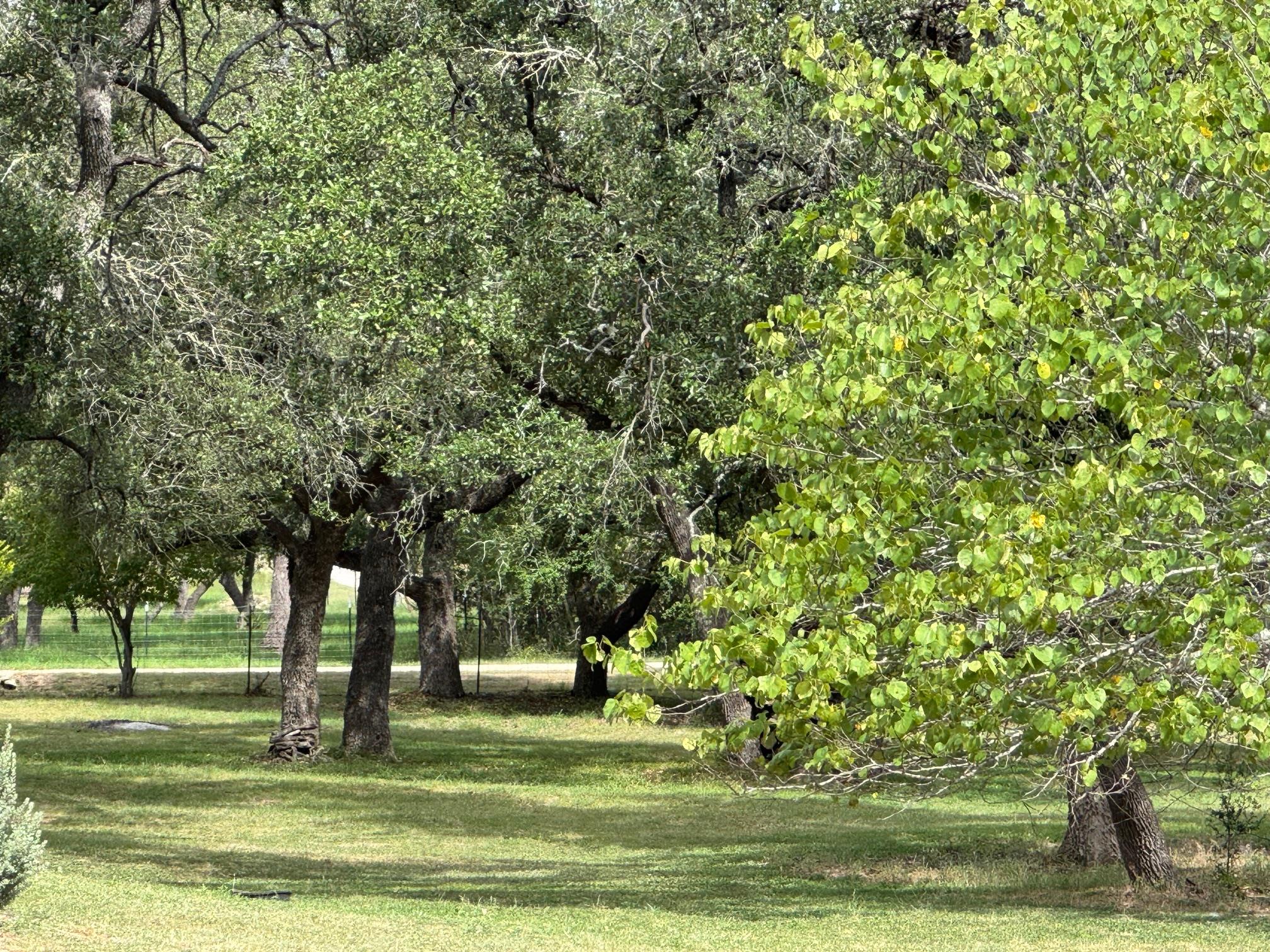 251 Pioneer Trl, Dripping Springs, TX 78620