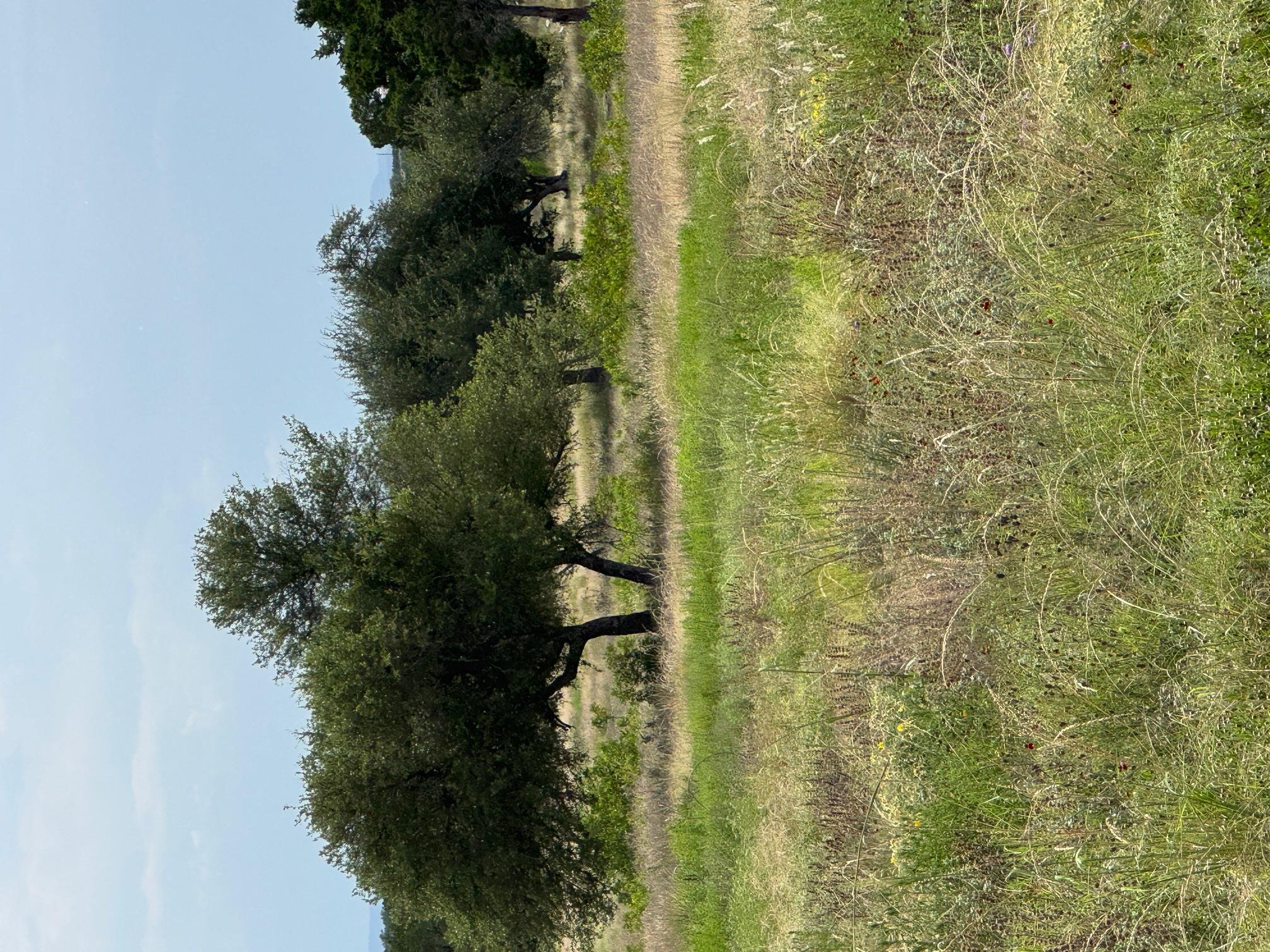 251 Pioneer Trl, Dripping Springs, TX 78620