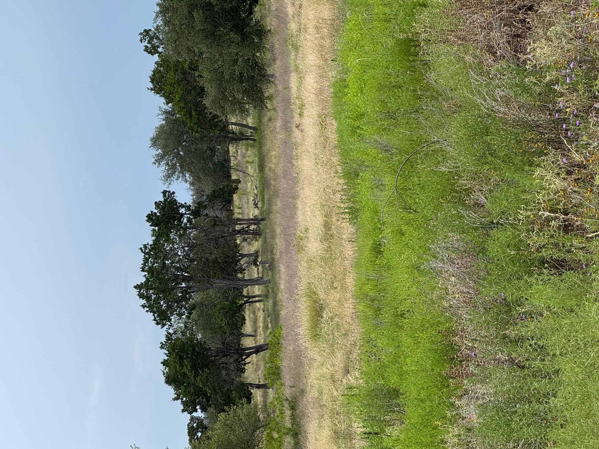 251 Pioneer Trl, Dripping Springs, TX 78620