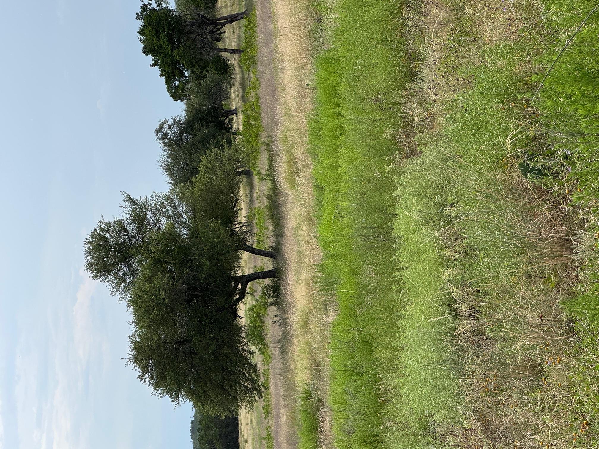 251 Pioneer Trl, Dripping Springs, TX 78620