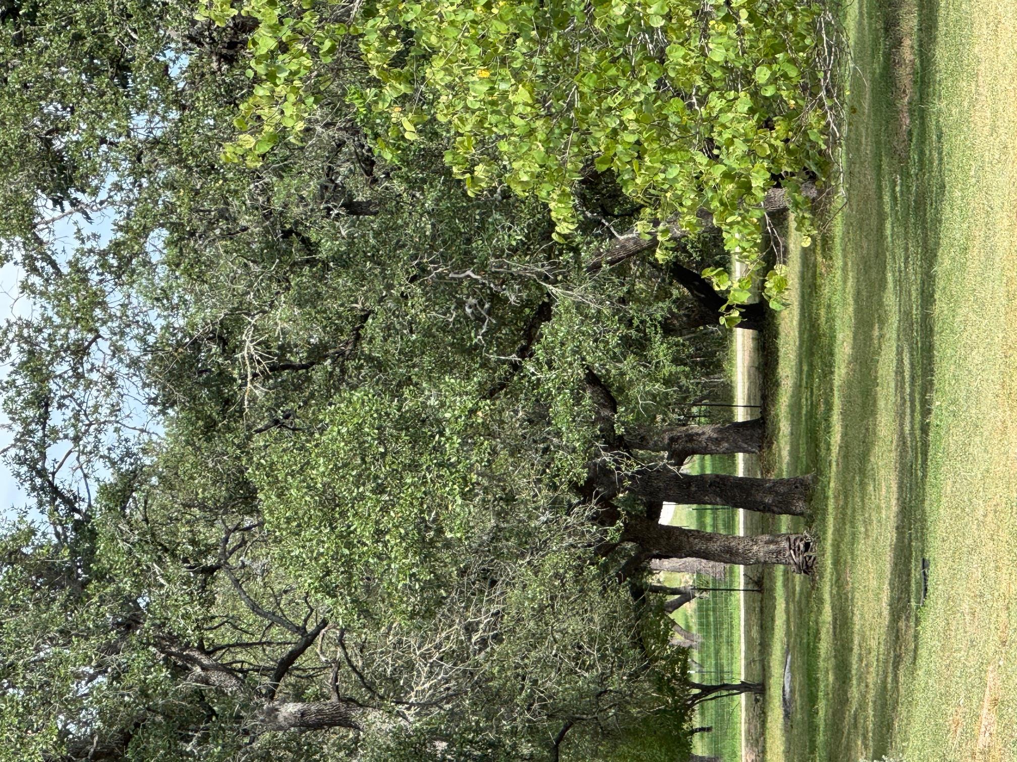 251 Pioneer Trl, Dripping Springs, TX 78620