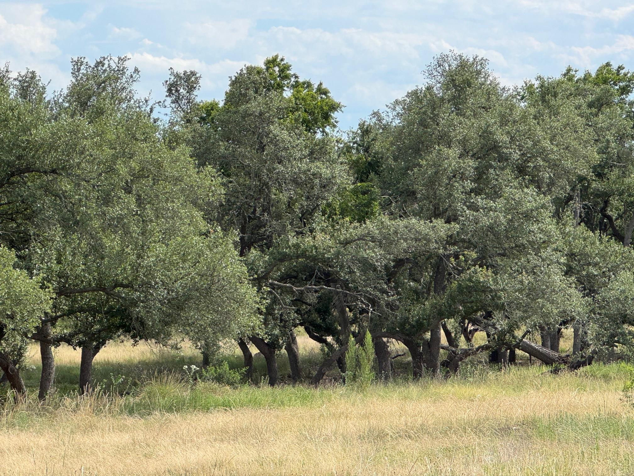 251 Pioneer Trl, Dripping Springs, TX 78620