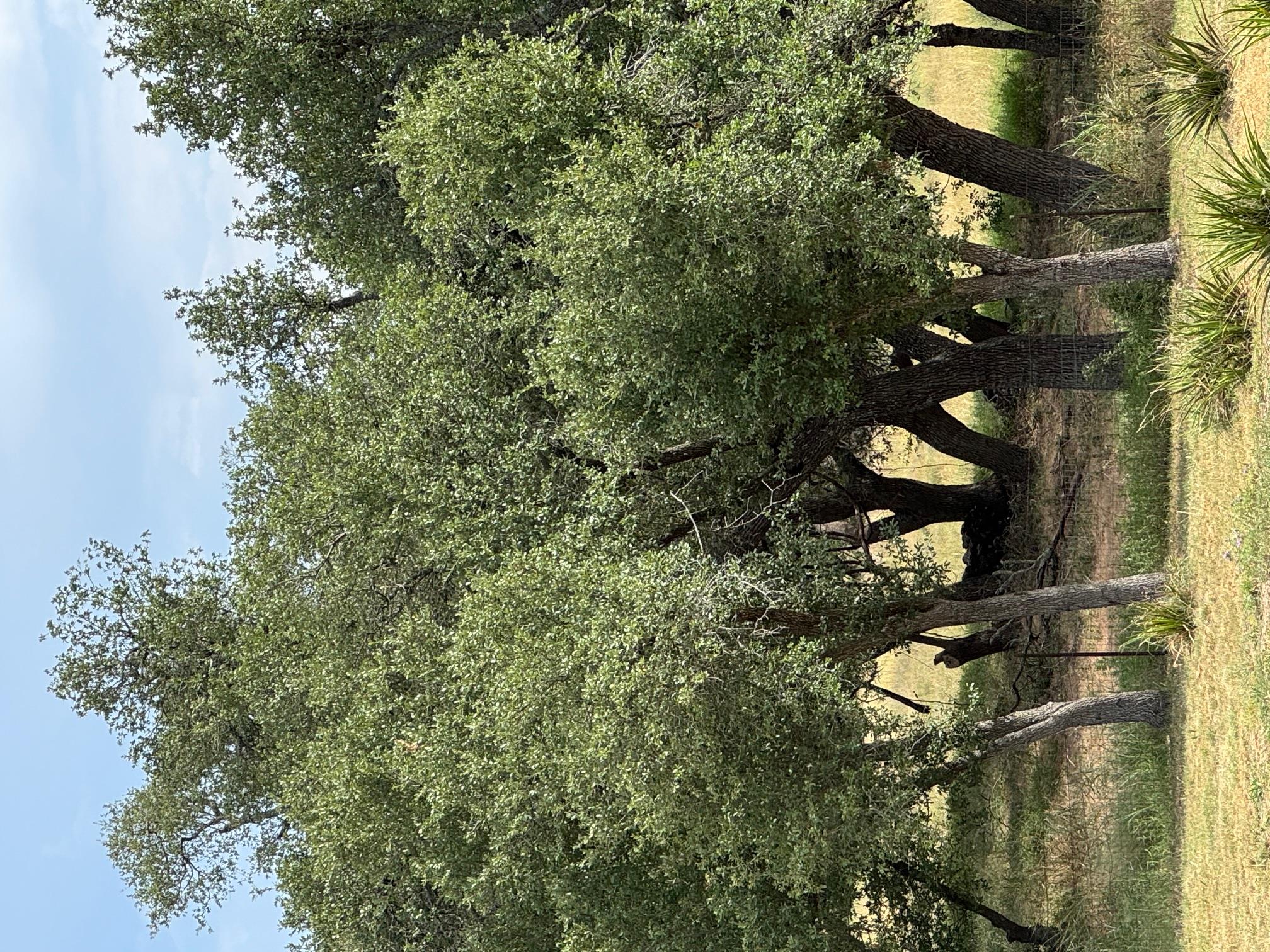 251 Pioneer Trl, Dripping Springs, TX 78620