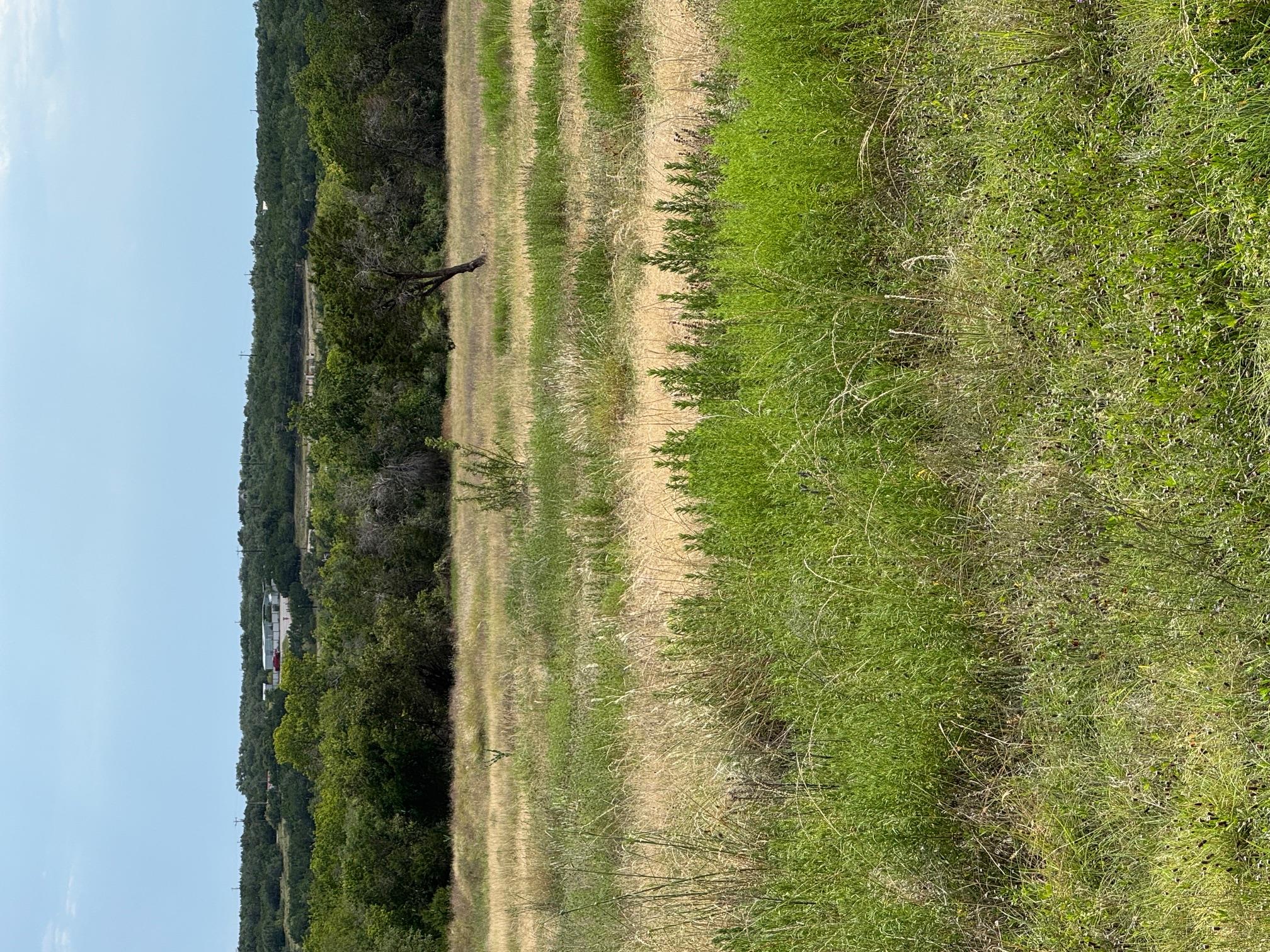 251 Pioneer Trl, Dripping Springs, TX 78620