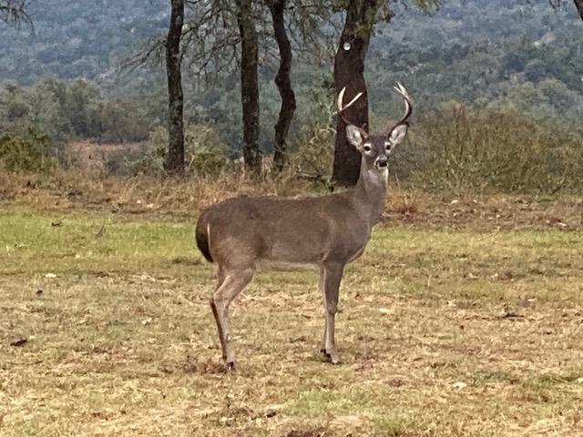 520 Isaacs Mountain Rd, Willow City, TX 78675