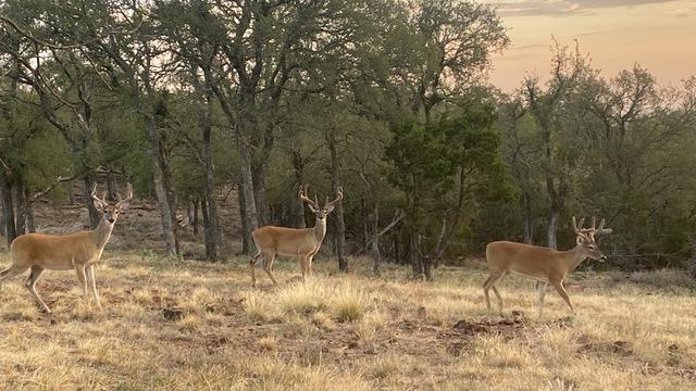 520 Isaacs Mountain Rd, Willow City, TX 78675