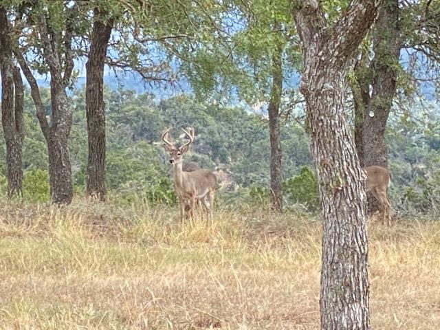 520 Isaacs Mountain Rd, Willow City, TX 78675