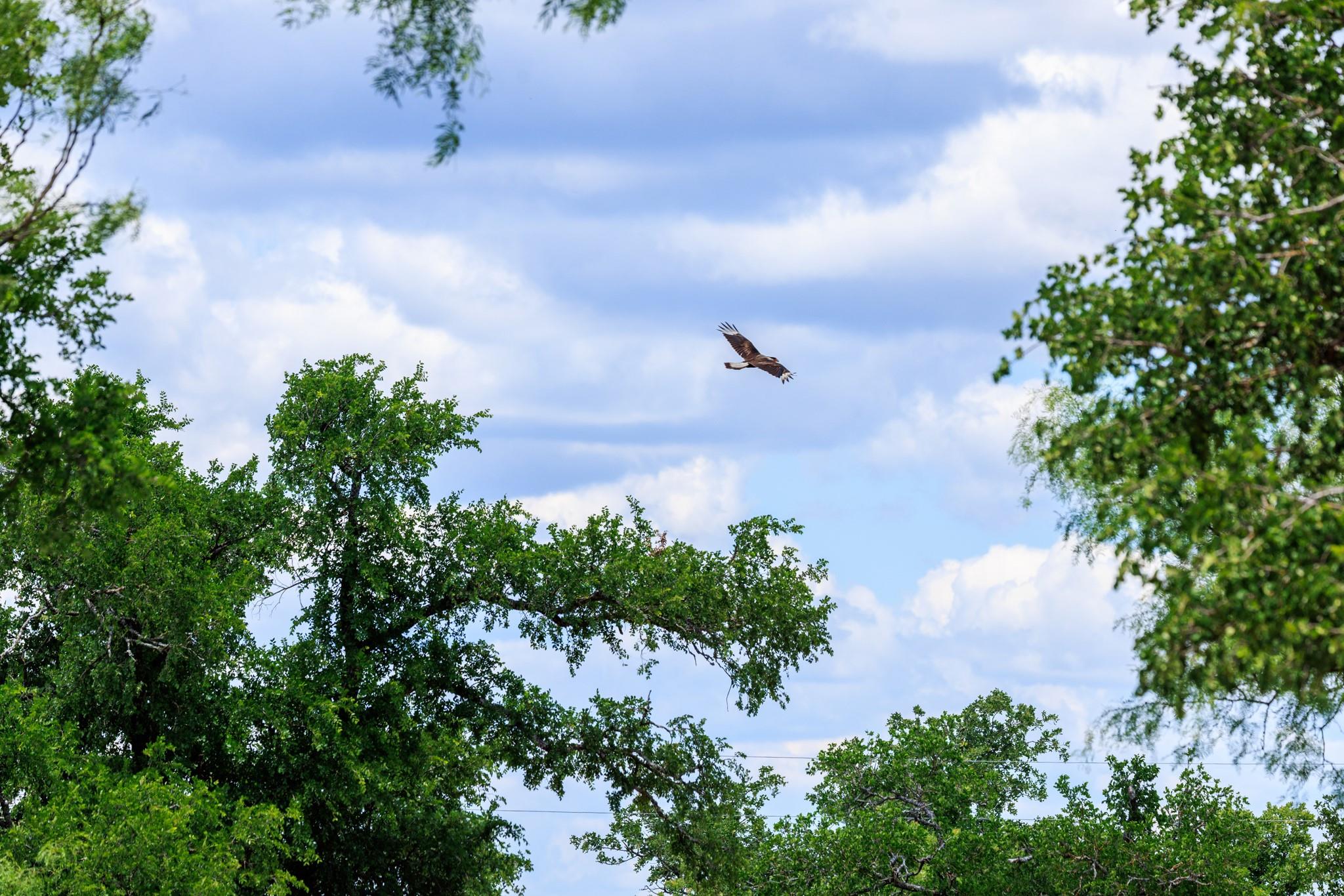 520 Isaacs Mountain Rd, Willow City, TX 78675