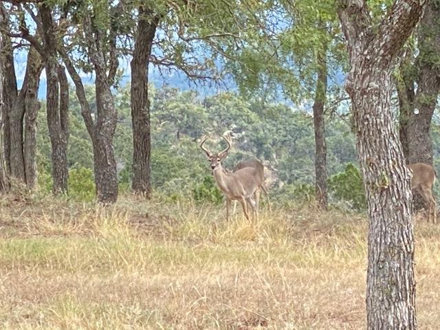 520 Isaacs Mountain Rd, Willow City, TX 78675