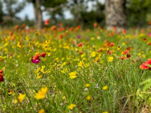 520 Isaacs Mountain Rd, Willow City, TX 78675