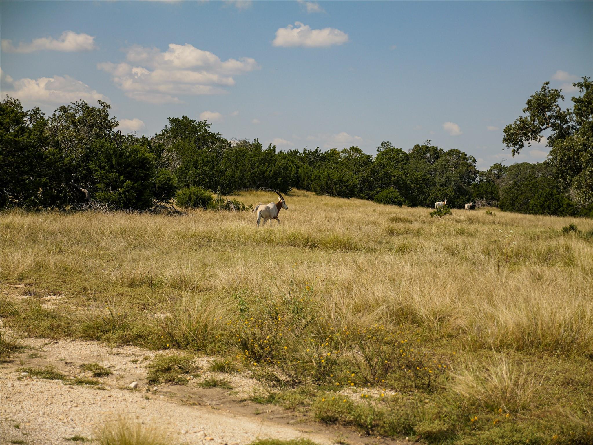 39 Buckskin Path, Fredericksburg, TX 78624