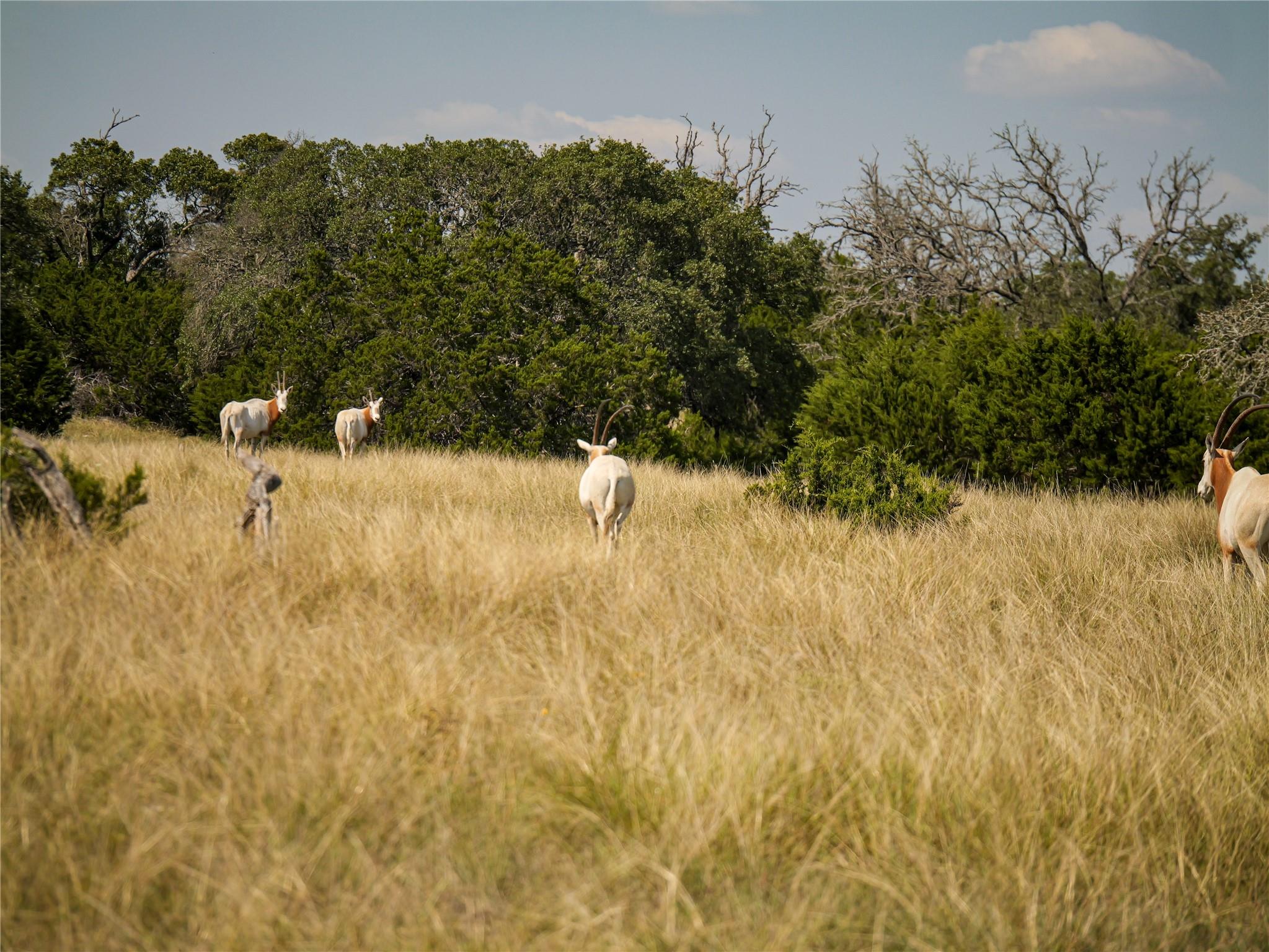 39 Buckskin Path, Fredericksburg, TX 78624