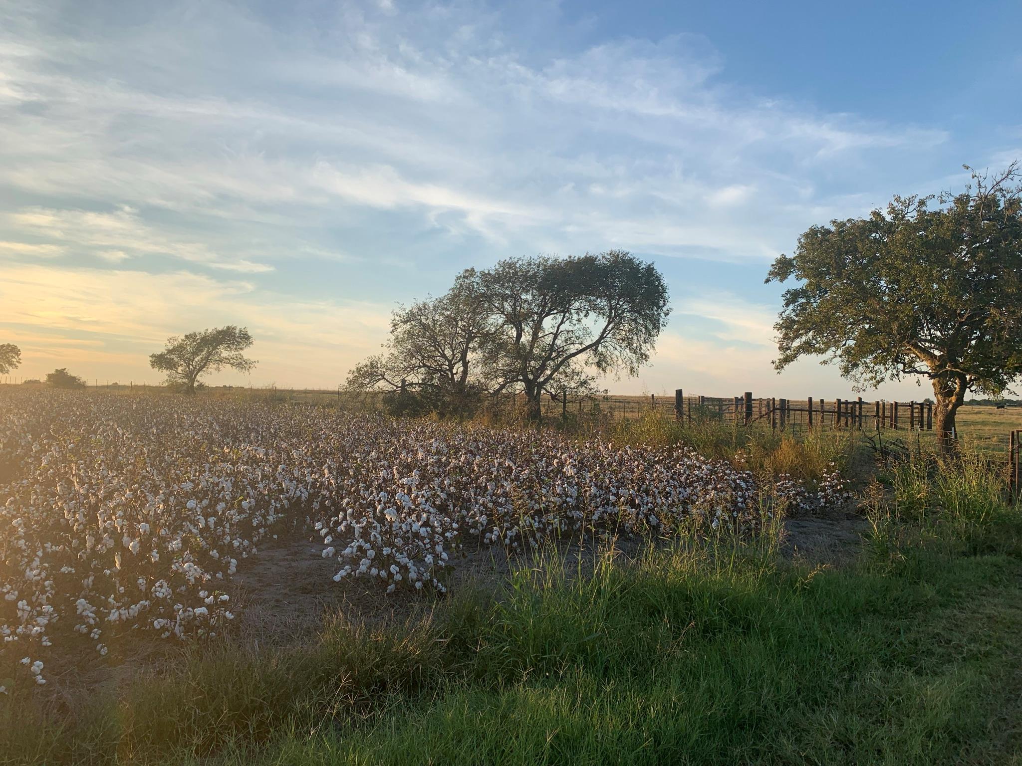 Georgetown, TX 78626