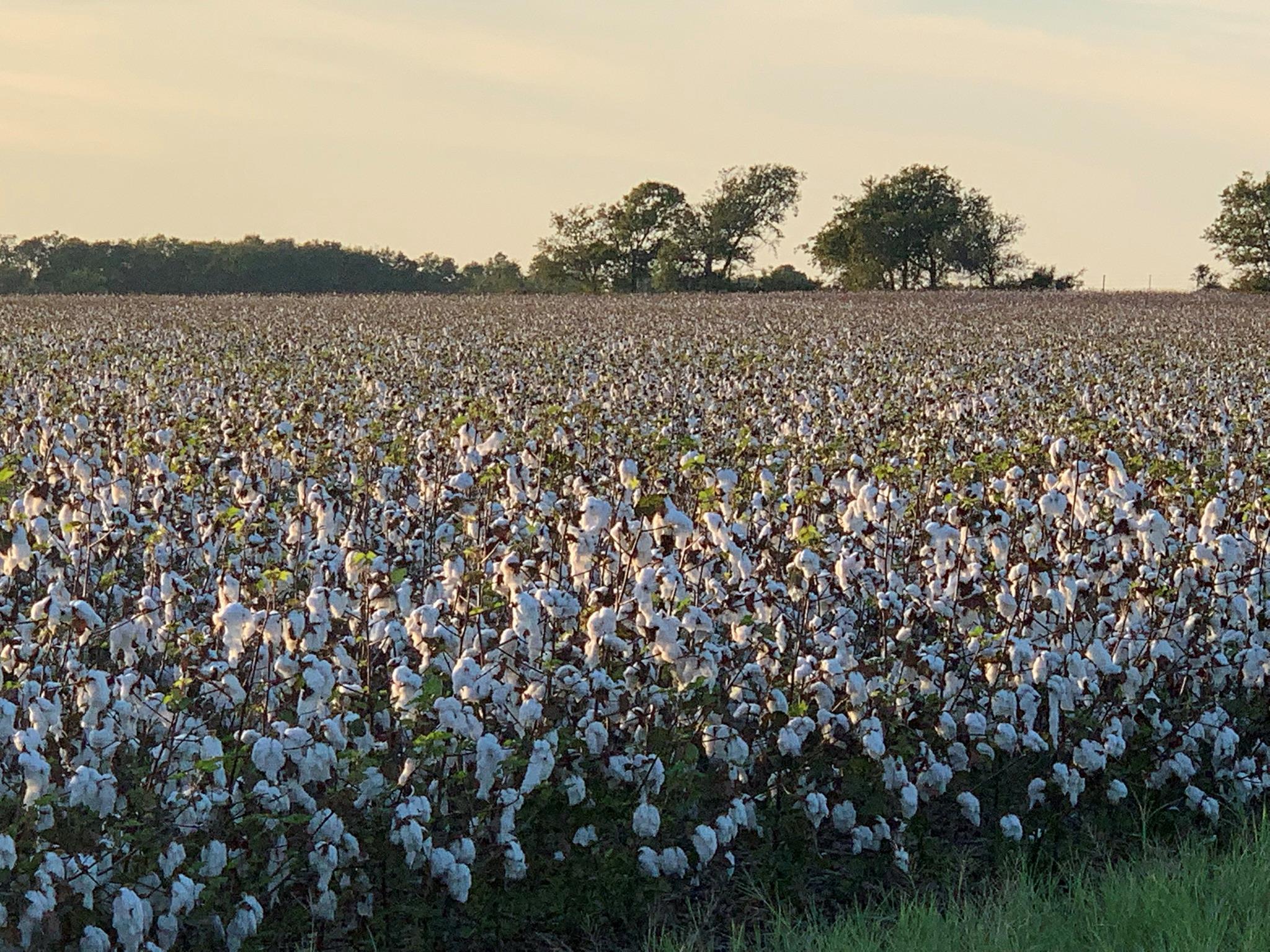 Georgetown, TX 78626