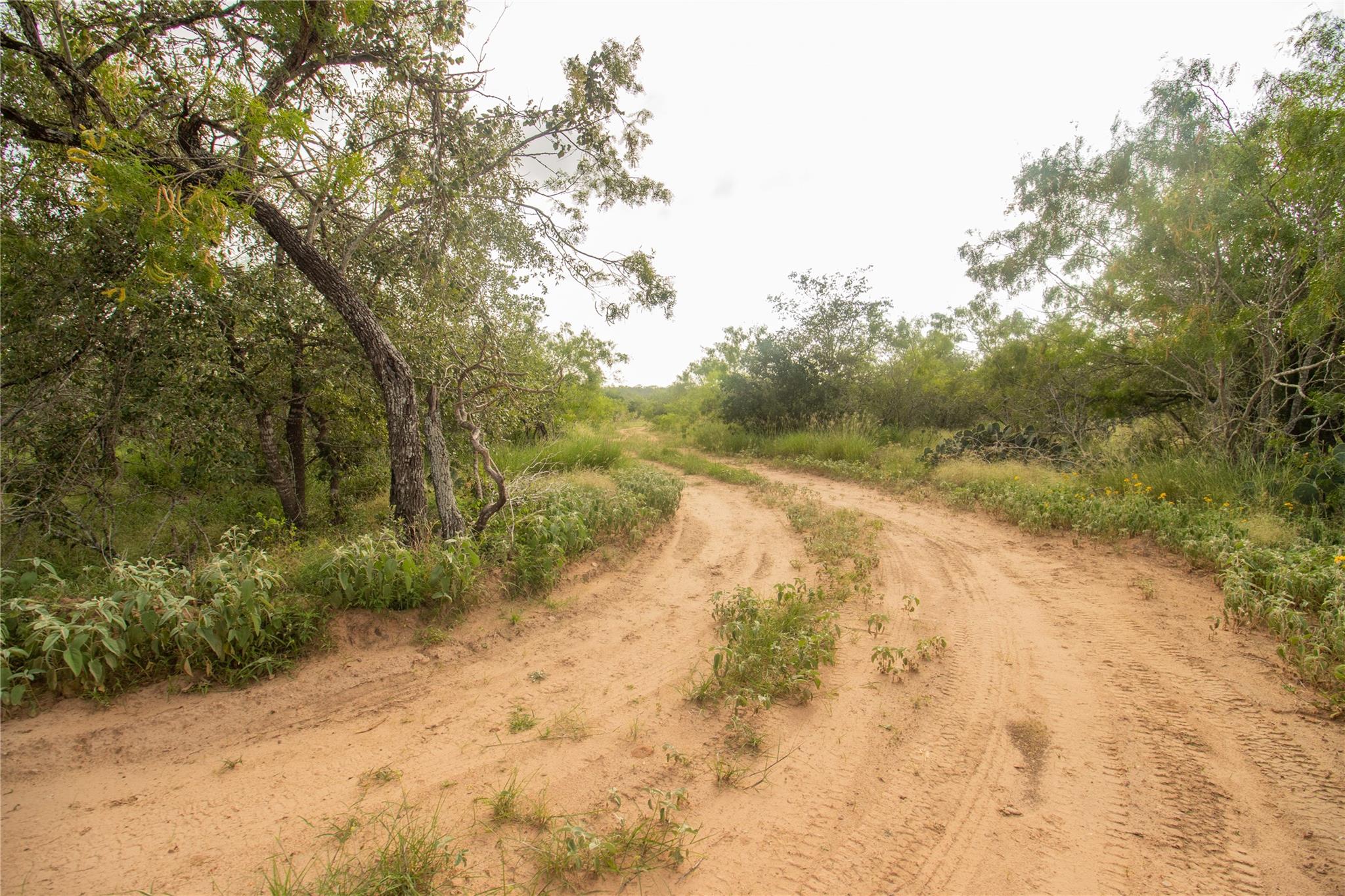 437 Firefly Field Ln, Seguin, TX 78155