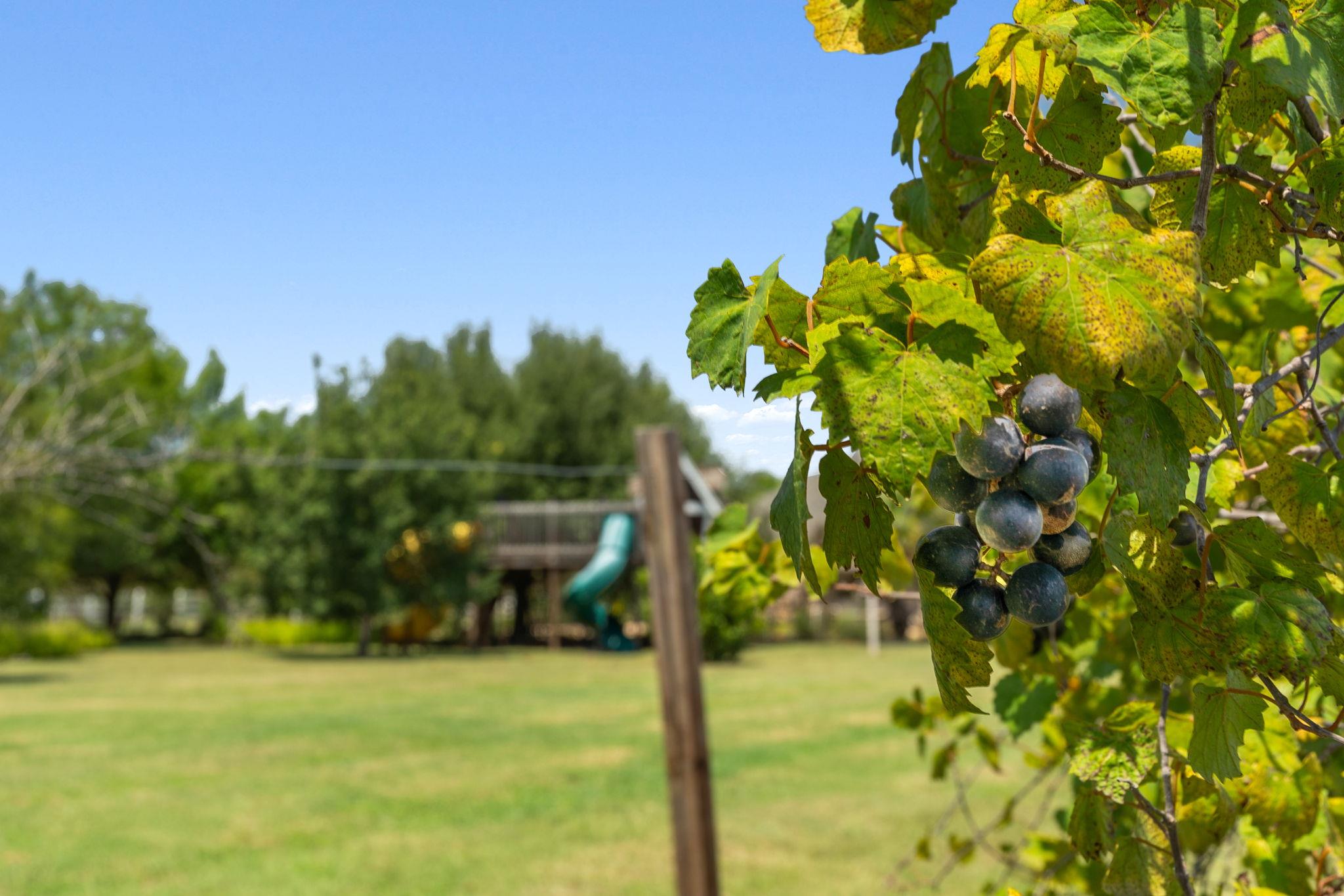 218 Courtnees Way, Georgetown, TX 78626