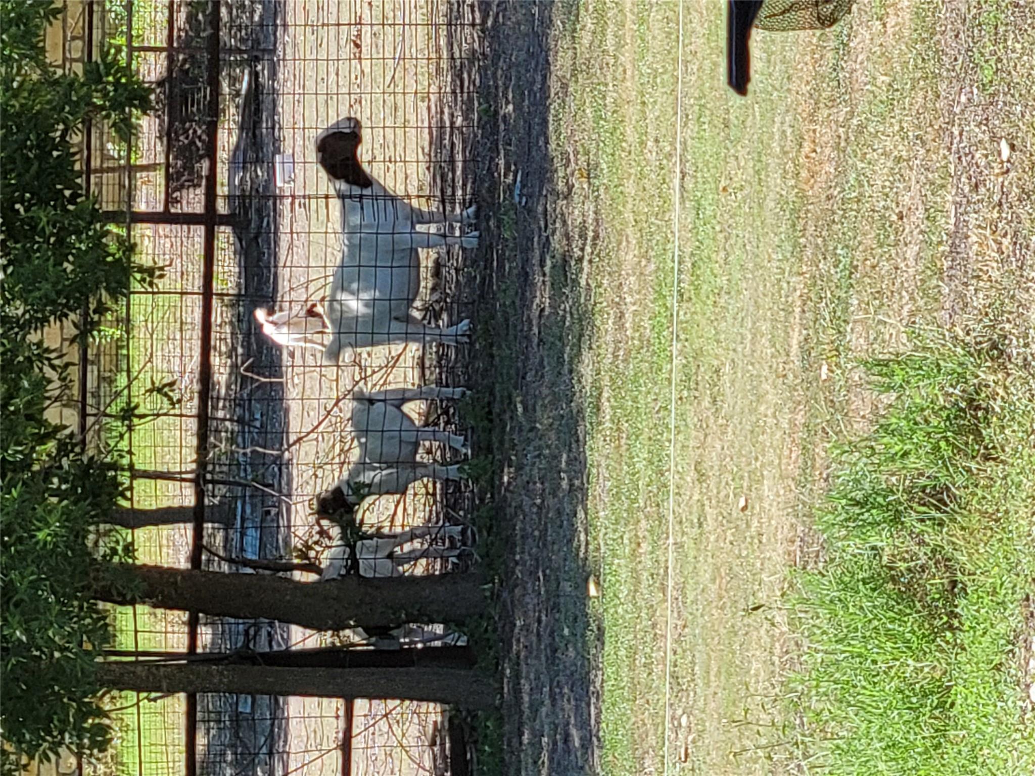 175 Sandoval St, Buda, TX 78610