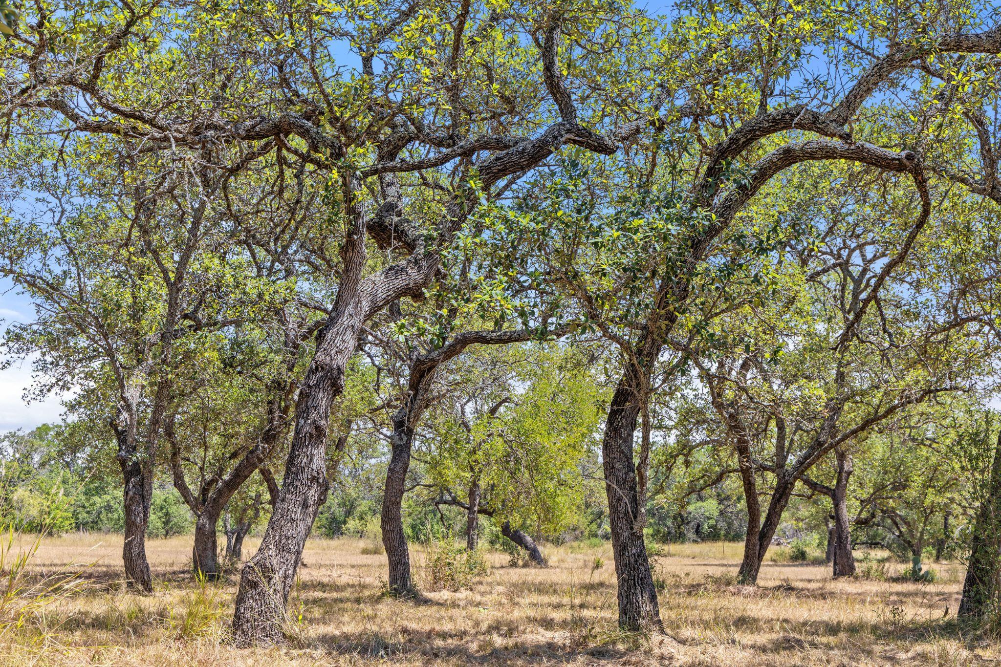 Lot 17 Stonegate Ct, Johnson City, TX 78636