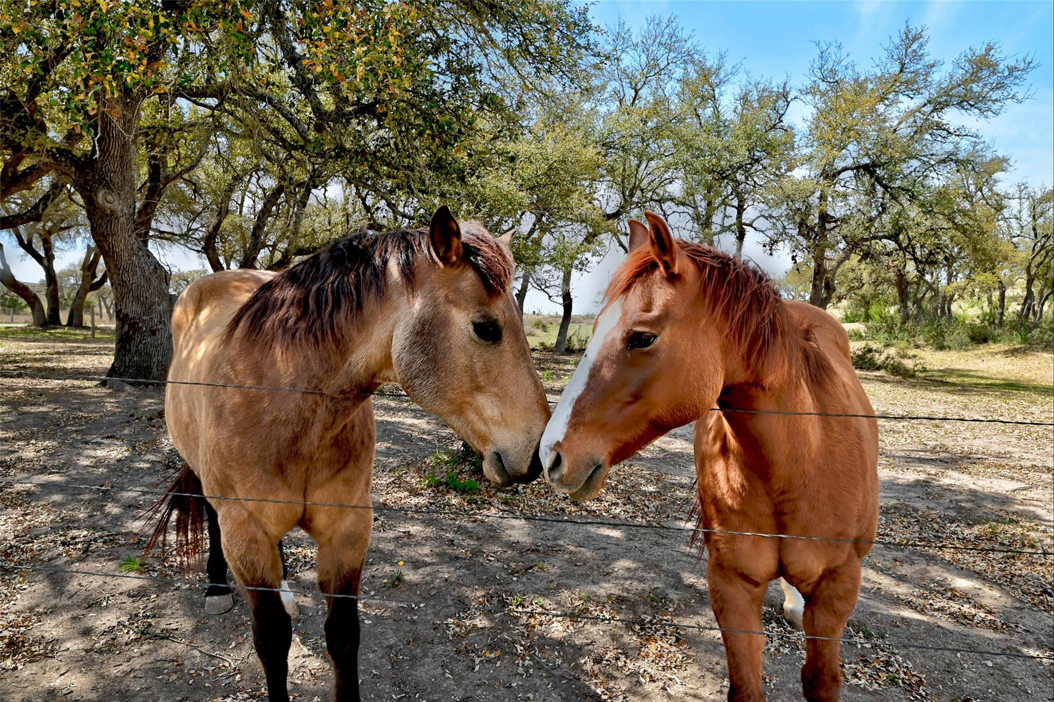 1198 N Walnut Springs Rd, Johnson City, TX 78636